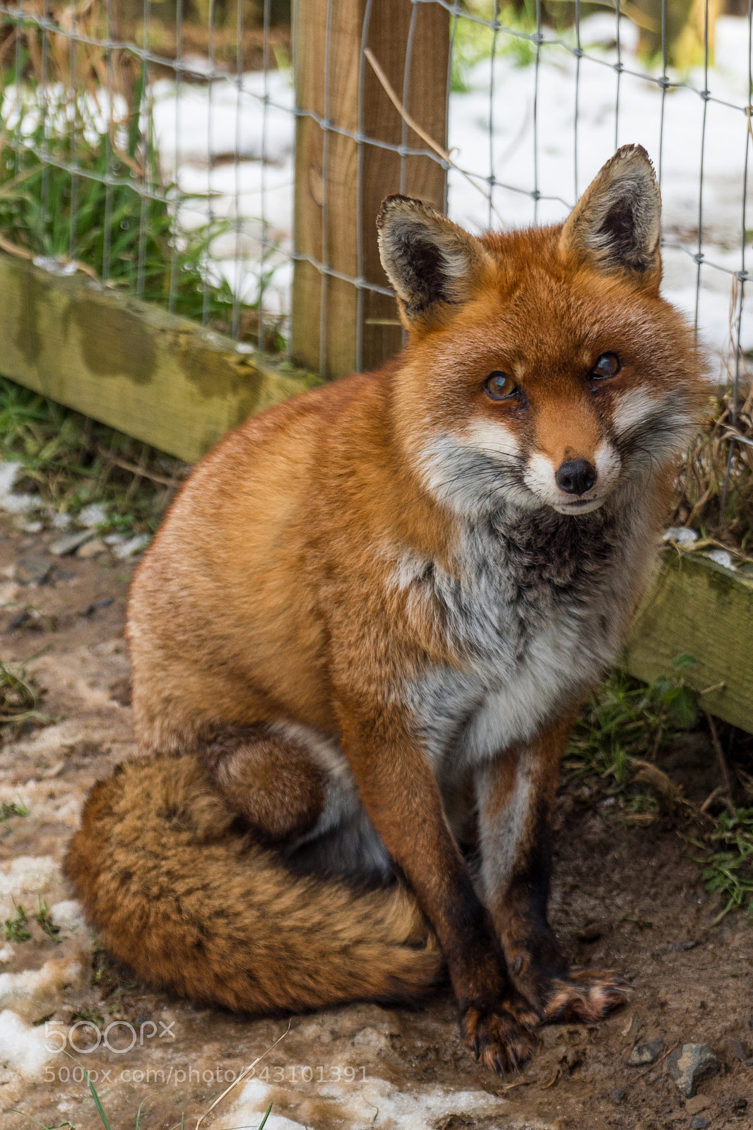 Sony SLT-A68 sample photo. Fox photography