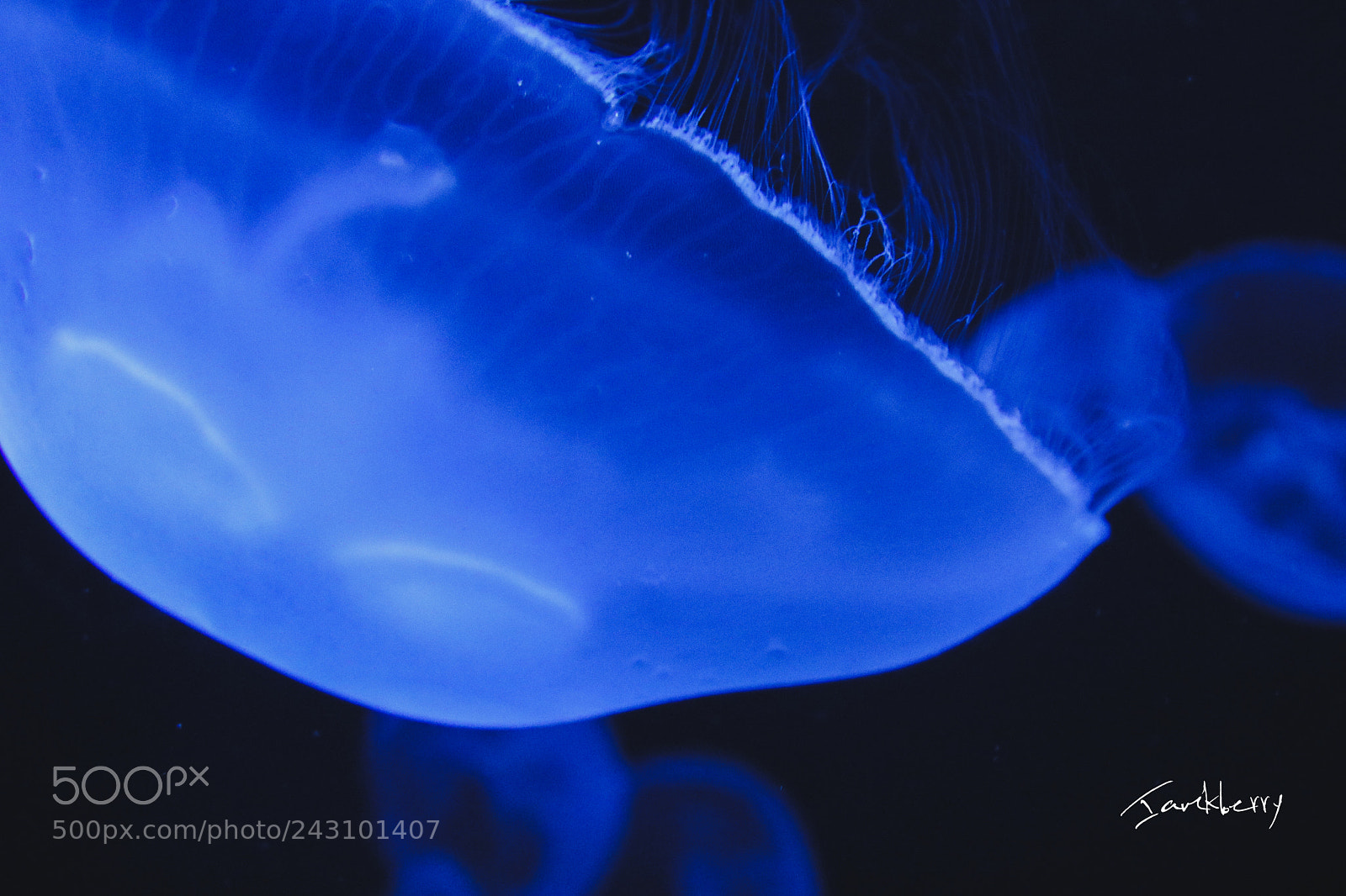 Canon EOS 760D (EOS Rebel T6s / EOS 8000D) sample photo. Jelly photography