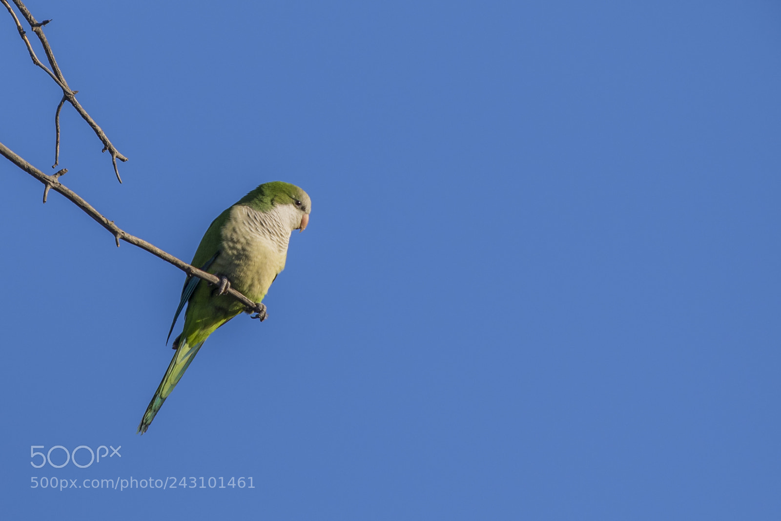 Canon EOS 7D Mark II sample photo. Bird's privilenge photography