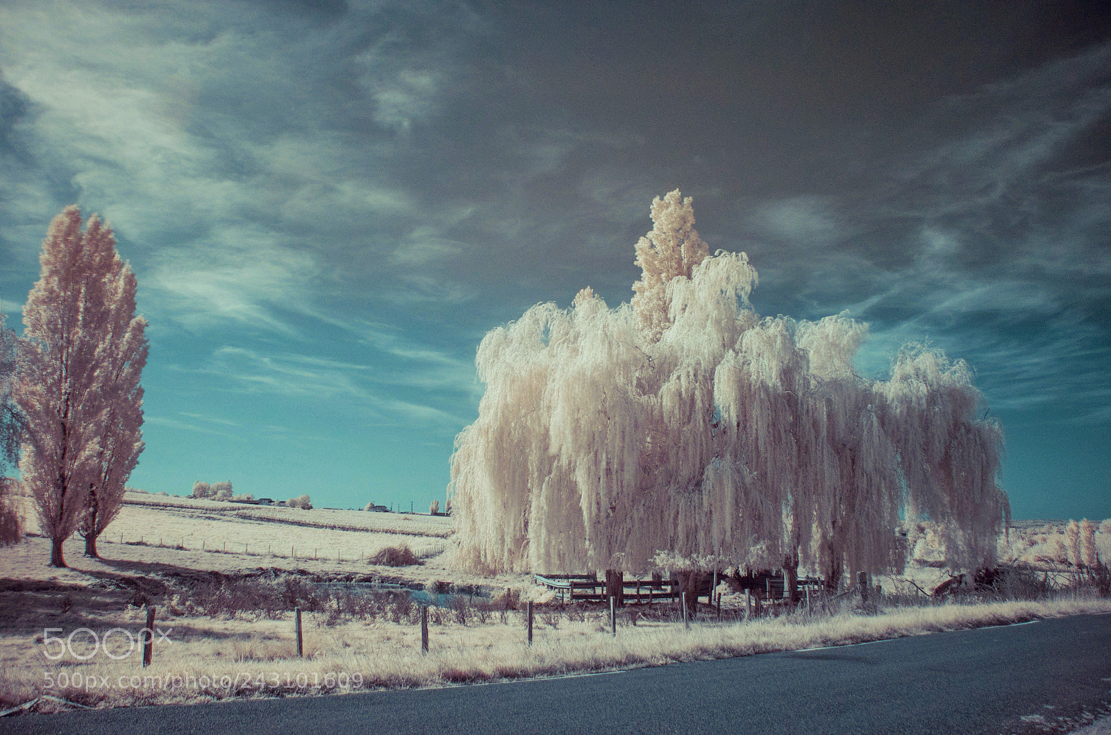 Nikon D5100 sample photo. Le pleureur blanc photography