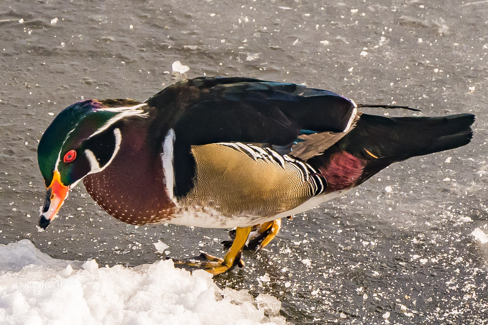 Panasonic Lumix DMC-GX7 sample photo. Male wood duck on photography