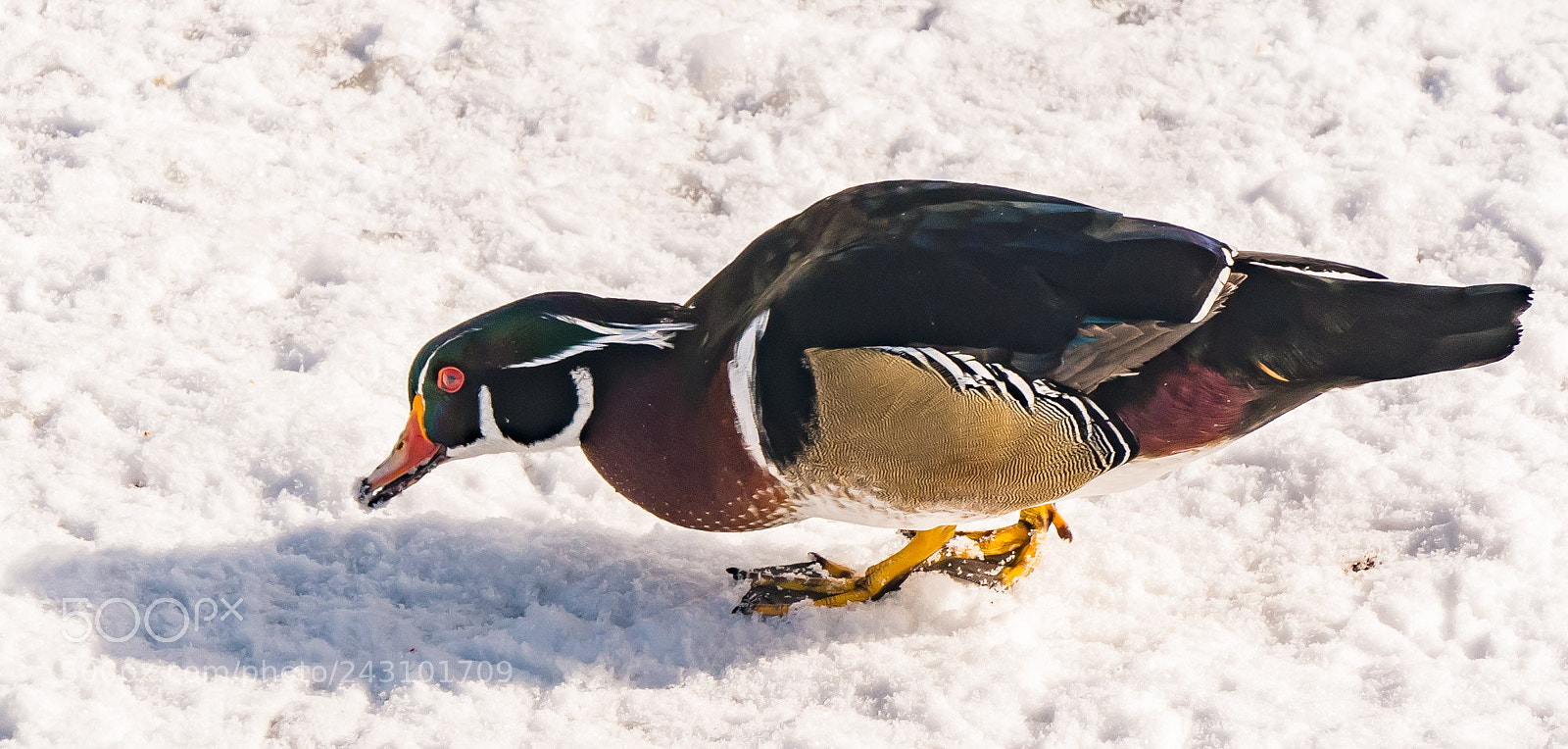 Panasonic Lumix DMC-GX7 sample photo. Male wood duck on photography