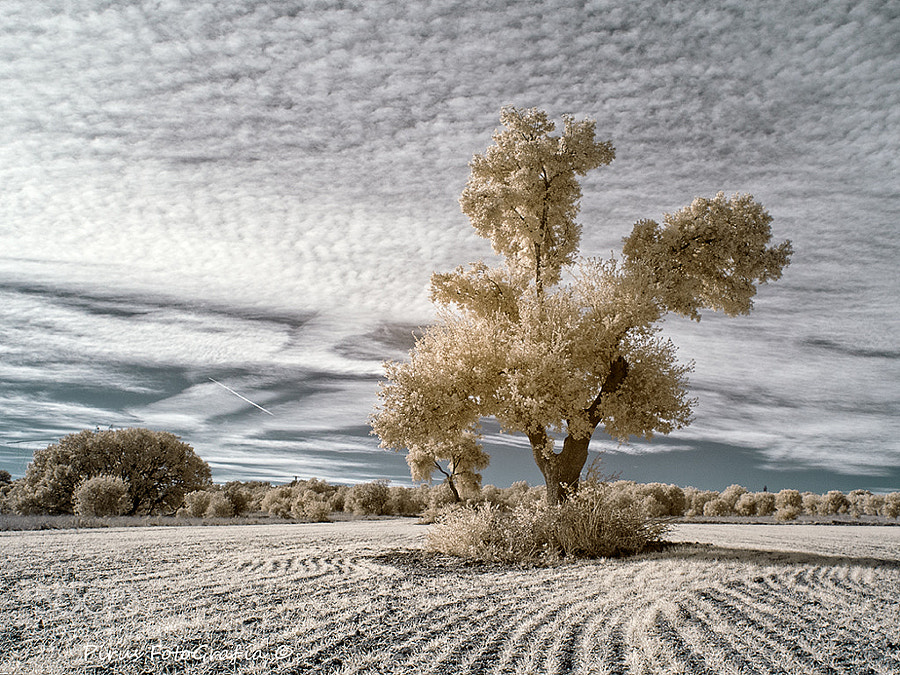 18.- "Paisaje en infrarrojos" - Pirus