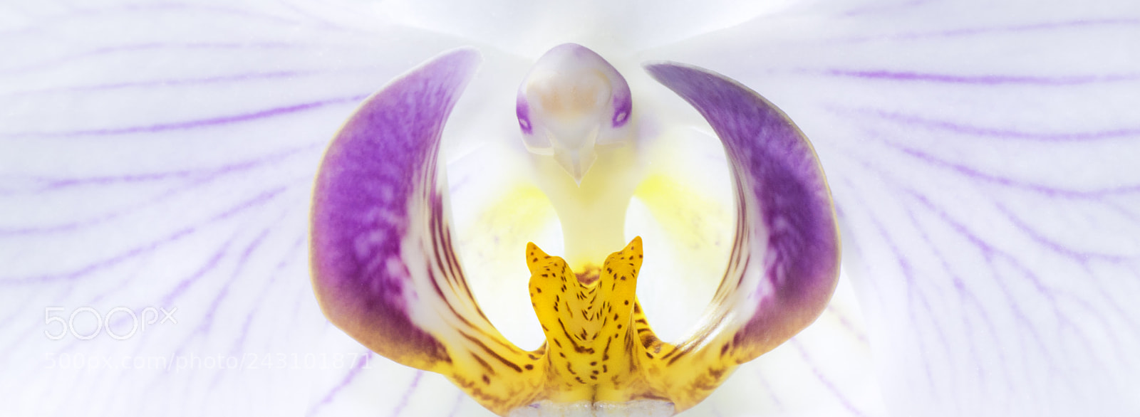 Nikon D810 sample photo. Moth orchid photography