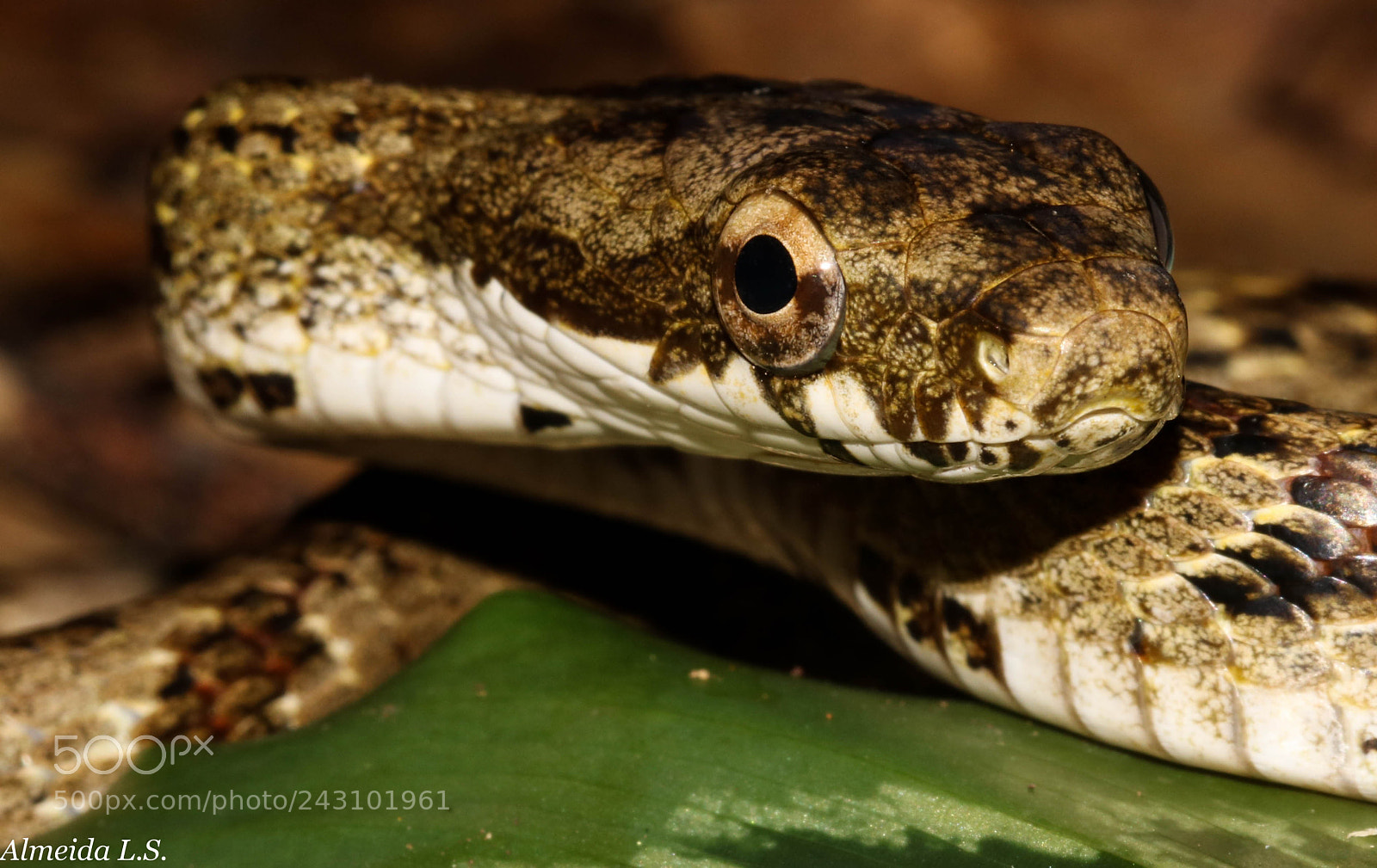 Canon EOS 750D (EOS Rebel T6i / EOS Kiss X8i) sample photo. An angry snake photography