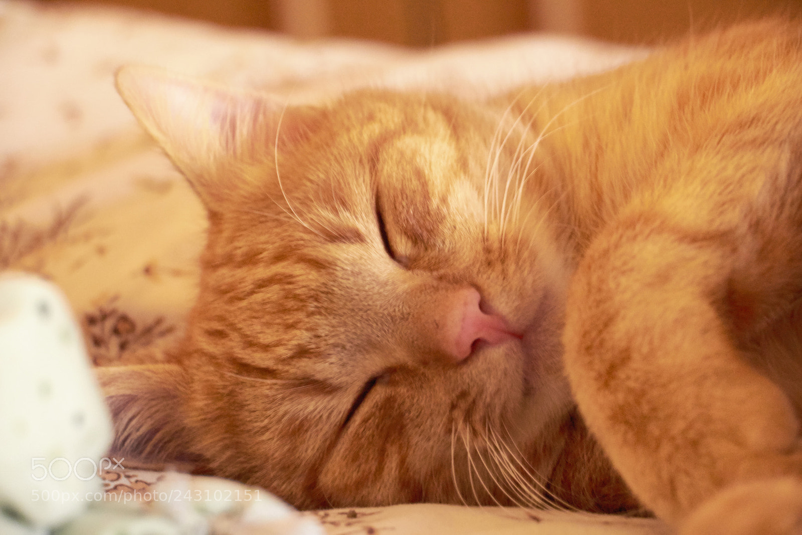 Canon EOS 650D (EOS Rebel T4i / EOS Kiss X6i) sample photo. Dreaming his life away photography