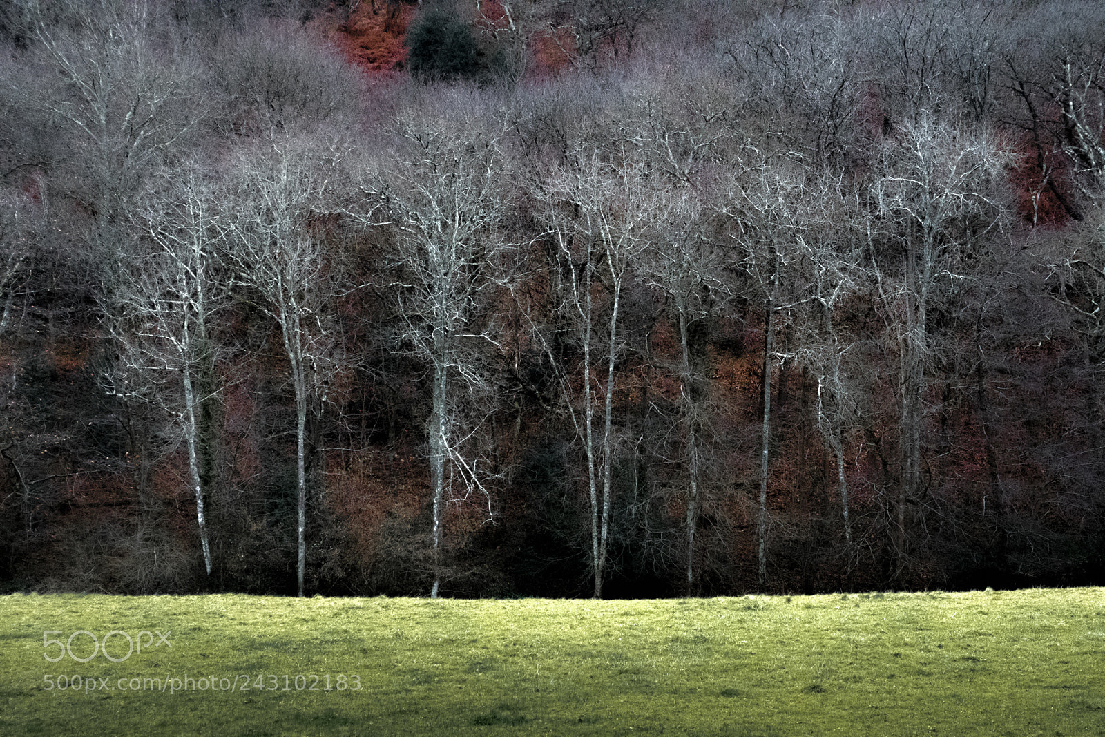 Nikon D500 sample photo. White trees photography