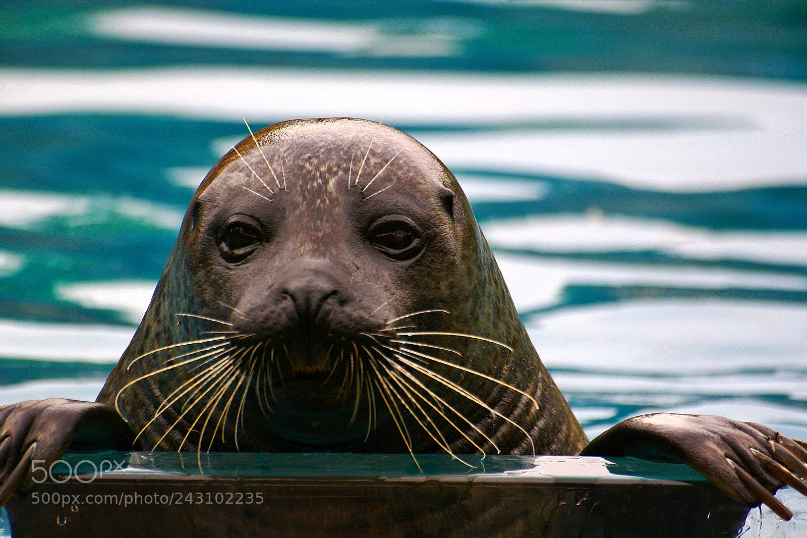 Canon EOS 350D (EOS Digital Rebel XT / EOS Kiss Digital N) sample photo. Baby seal asking me photography