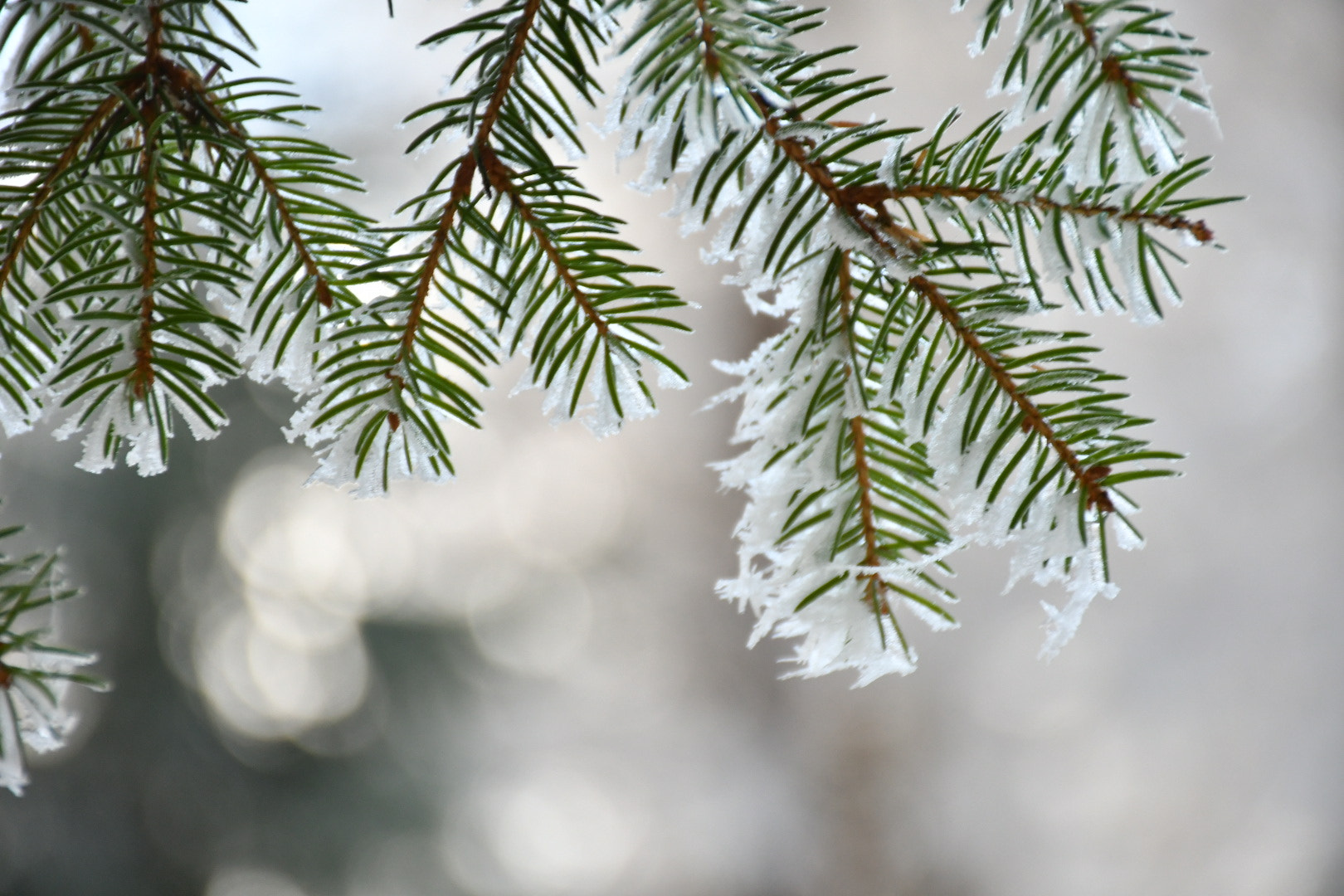 Nikon D500 sample photo. Winterfrost photography