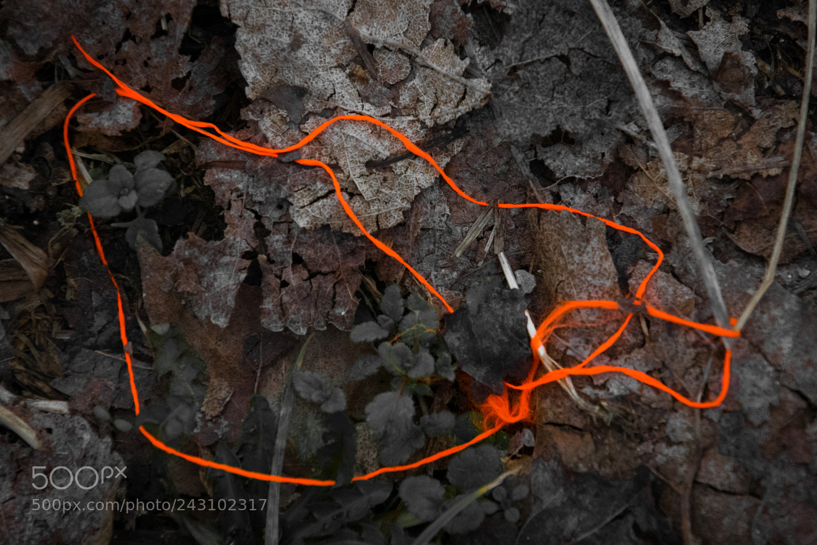 Nikon D500 sample photo. Orange string photography