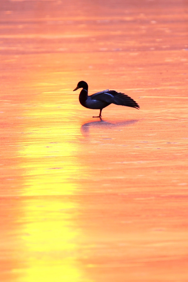 Tamron SP 150-600mm F5-6.3 Di VC USD sample photo