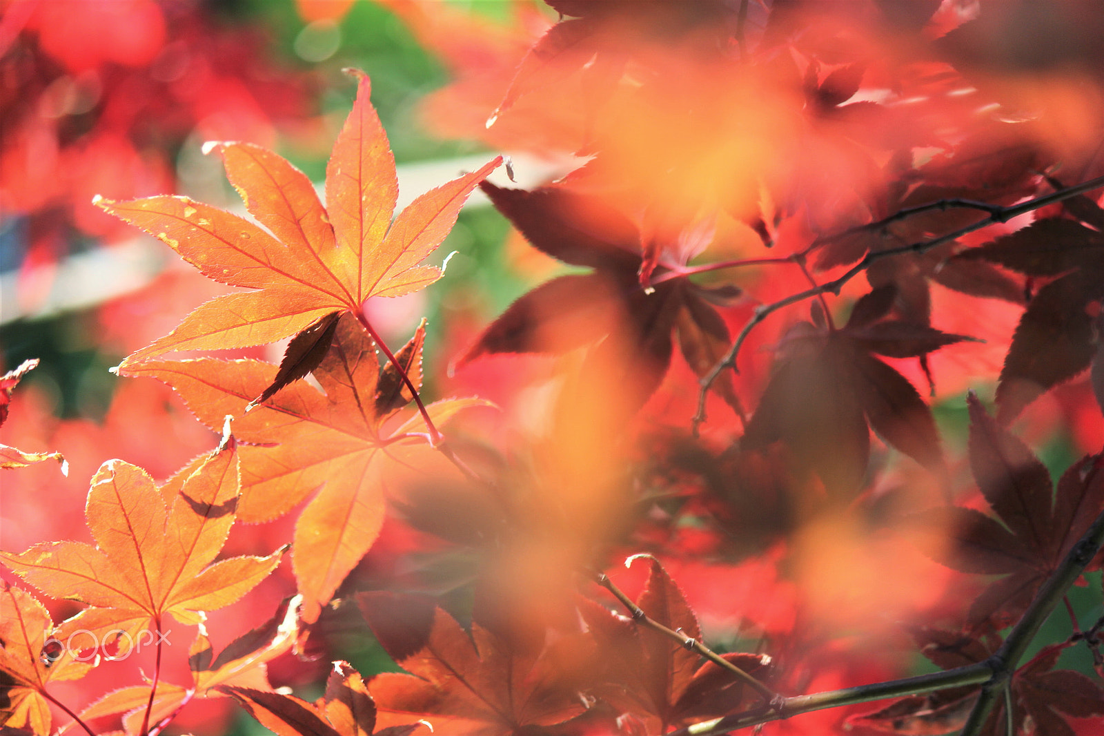 Canon EF-S 55-250mm F4-5.6 IS II sample photo. Autumnal color photography