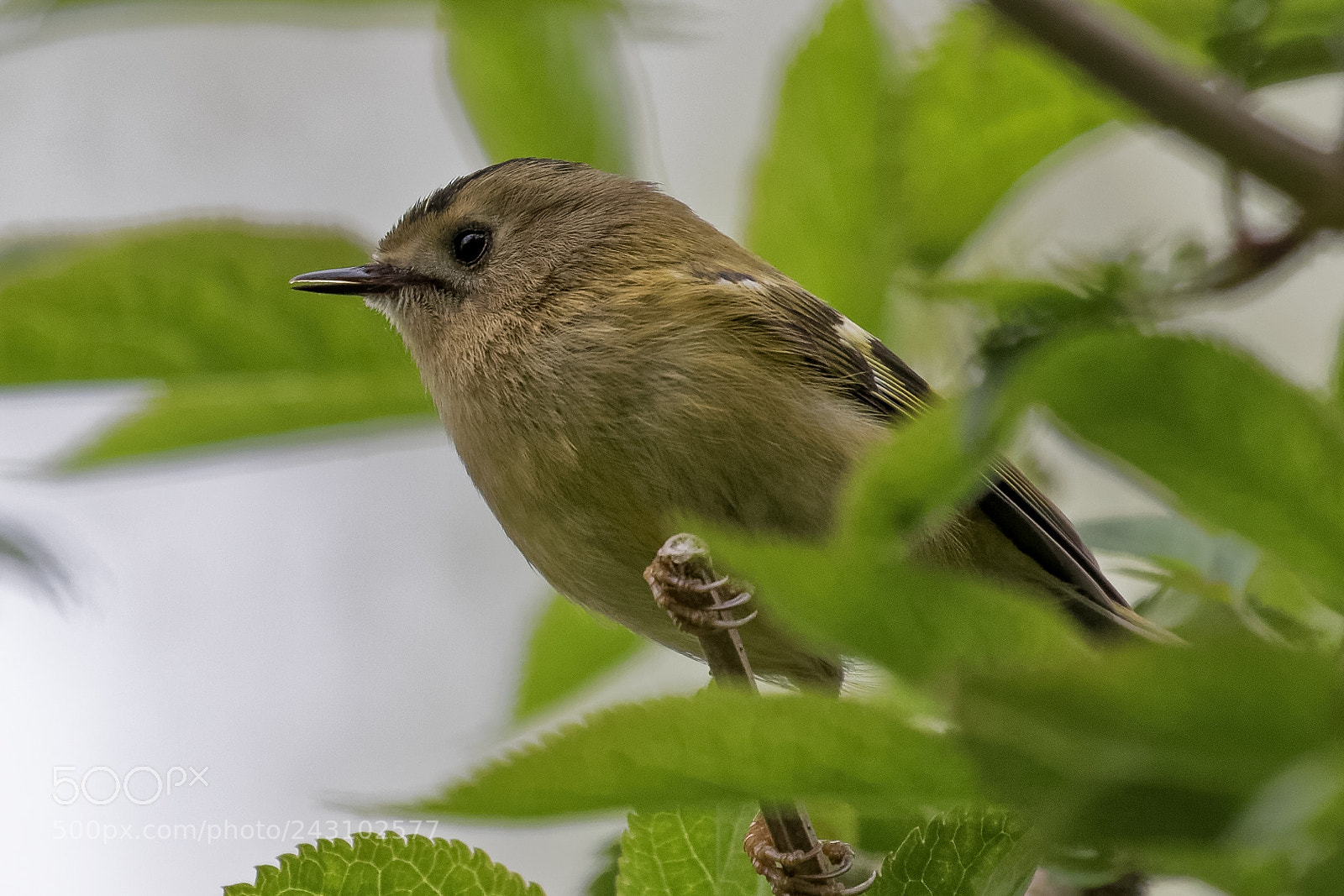 Canon EOS 7D Mark II sample photo. Goldcrest photography