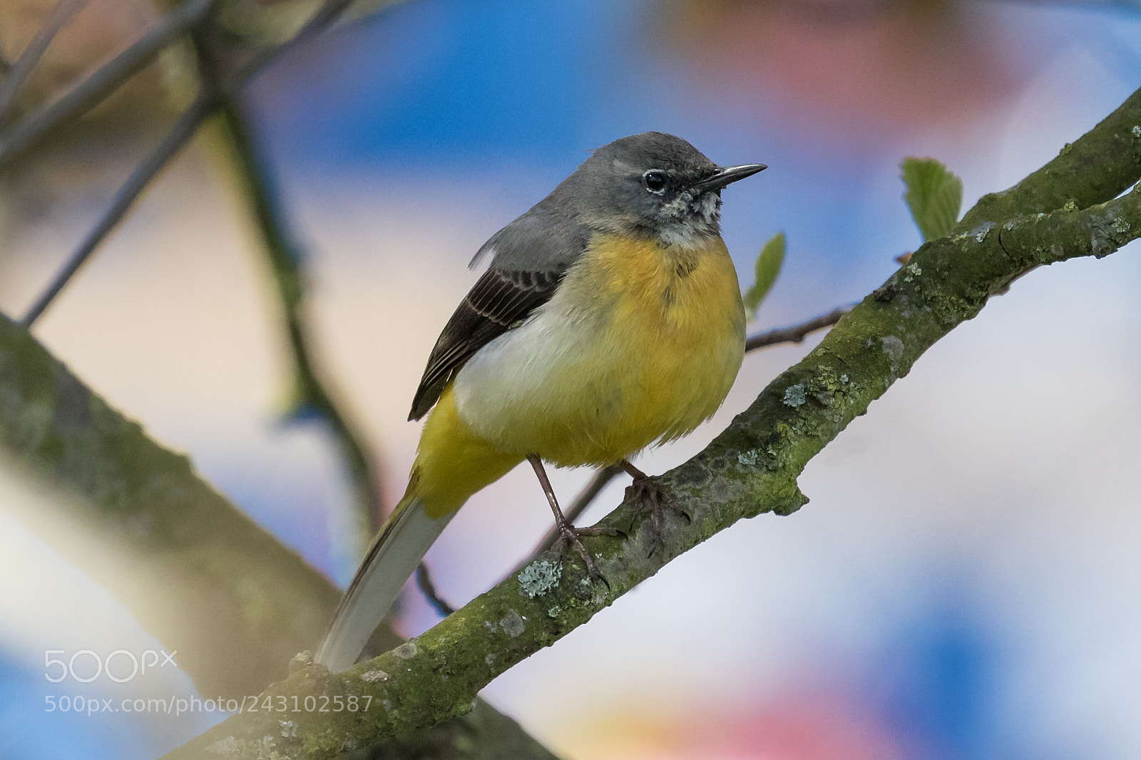 Canon EOS 7D Mark II sample photo. Grey wagtail photography
