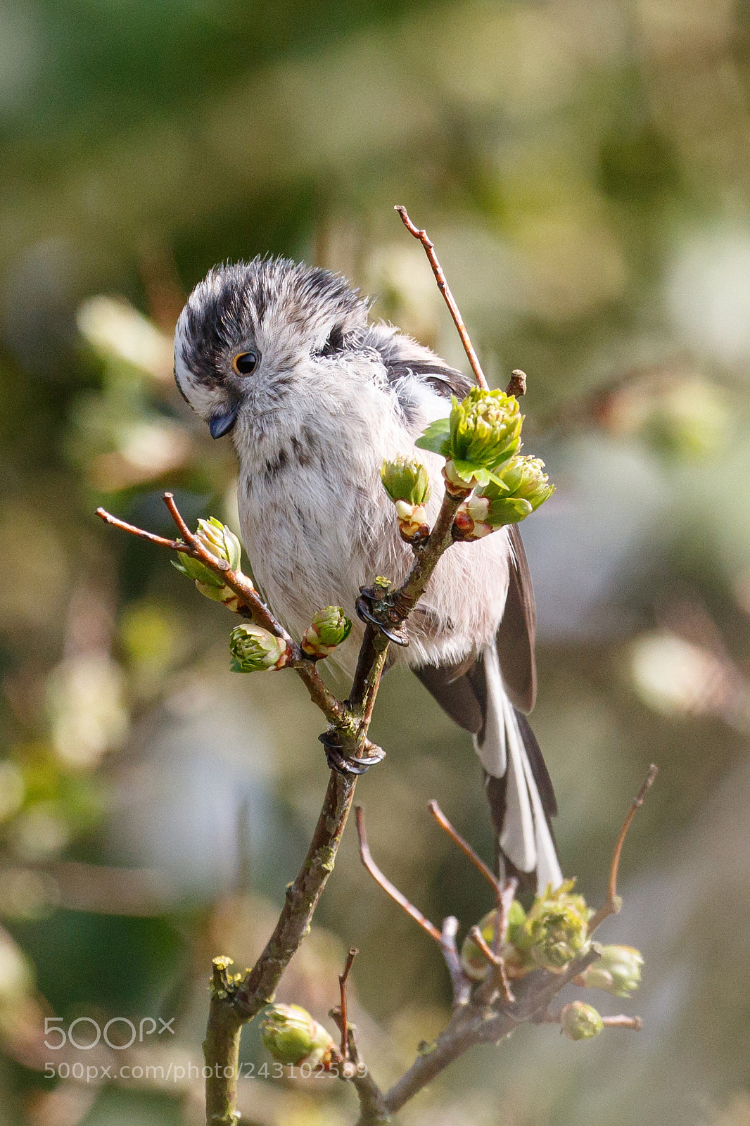 Canon EOS 7D Mark II sample photo. Long tailed tit photography