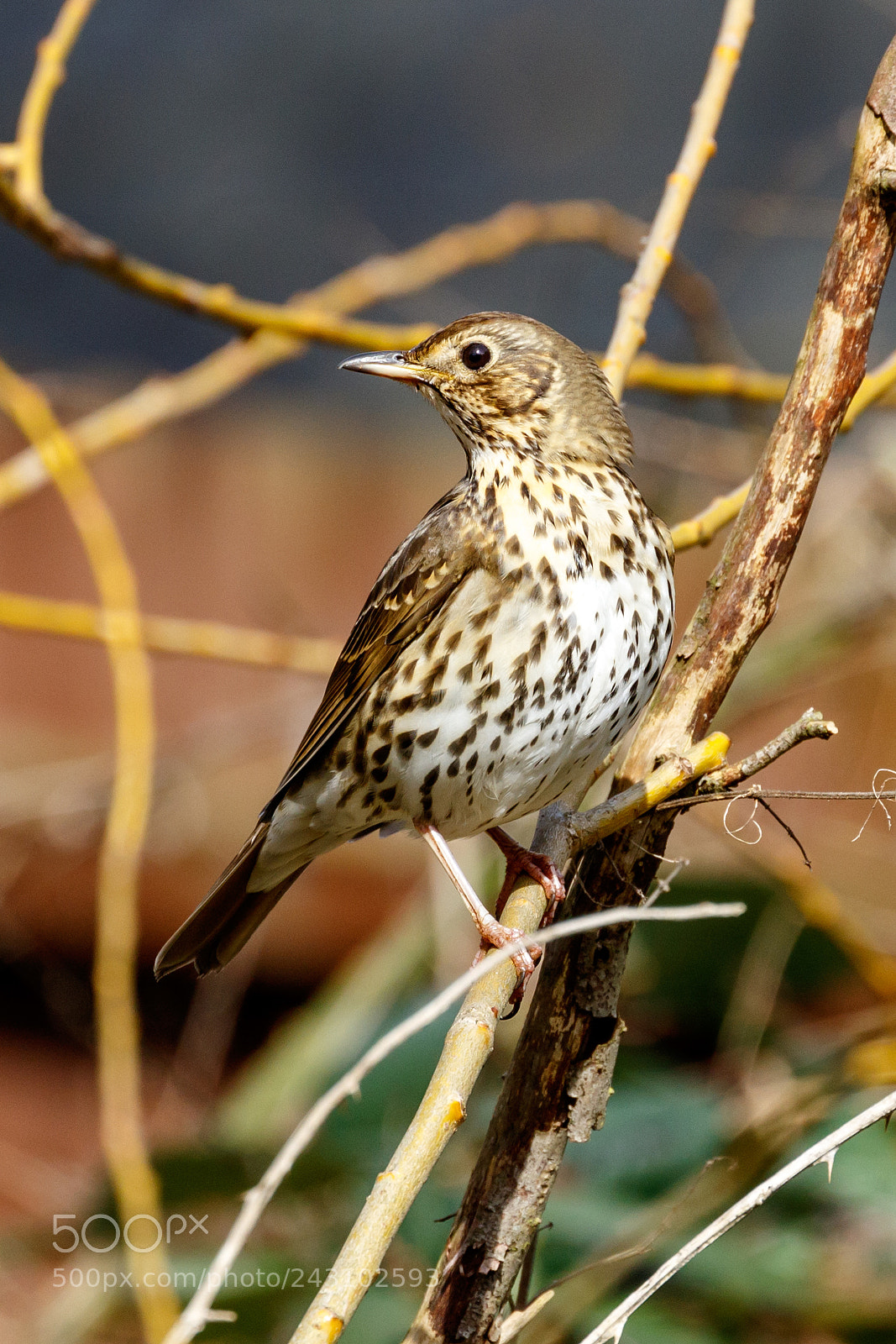 Canon EOS 7D Mark II sample photo. Song thrush photography