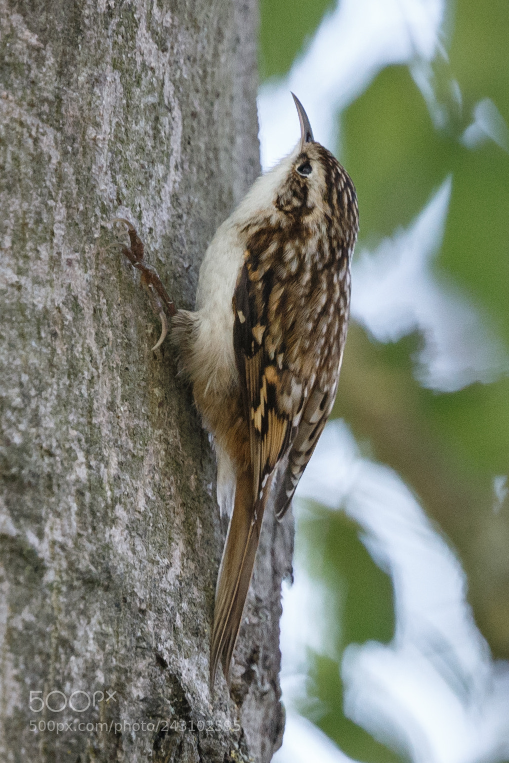 Canon EOS-1D X sample photo. Tree creeper photography