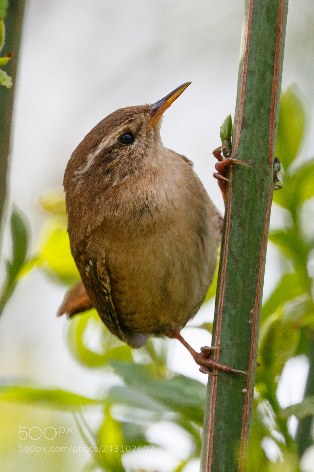 Canon EOS 7D Mark II sample photo. Wren photography