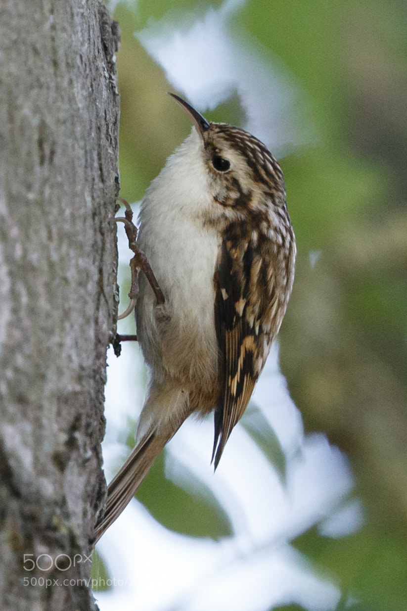 Canon EOS-1D X sample photo. Tree creeper photography