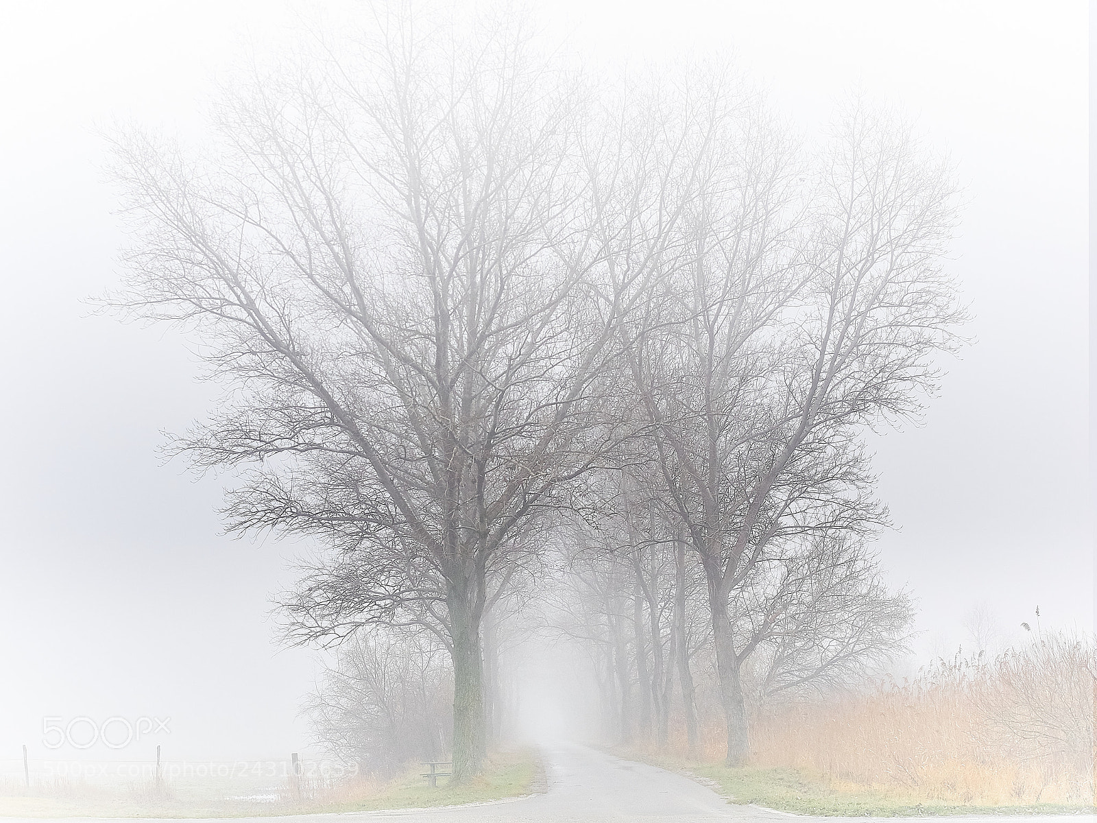 Olympus OM-D E-M1 sample photo. Allee im morgennebel photography