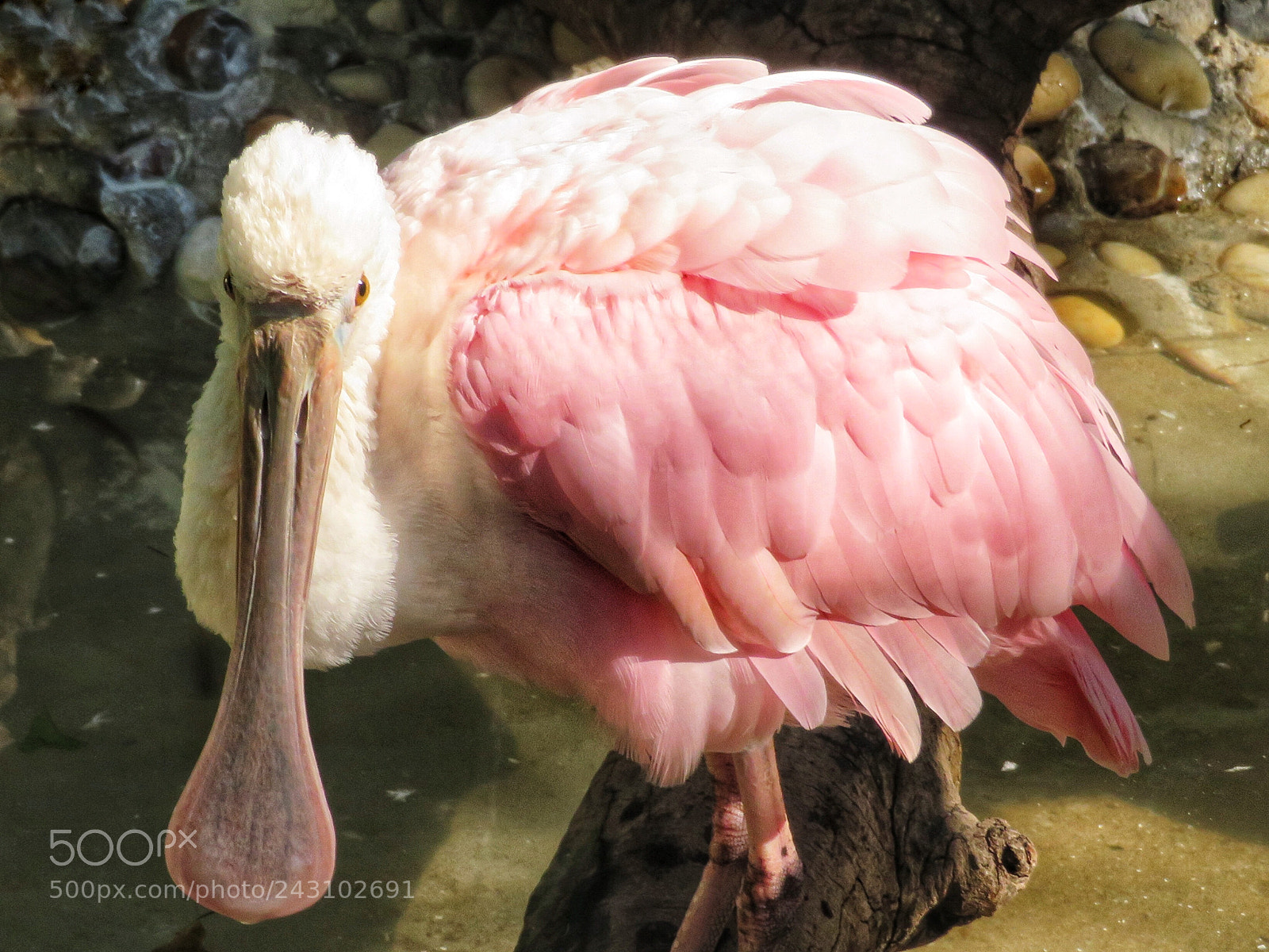 Canon PowerShot SX720 HS sample photo. Roseate spoonbill photography
