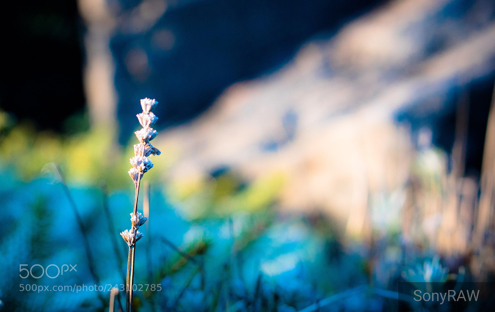 Sony a6500 sample photo. Singular photography