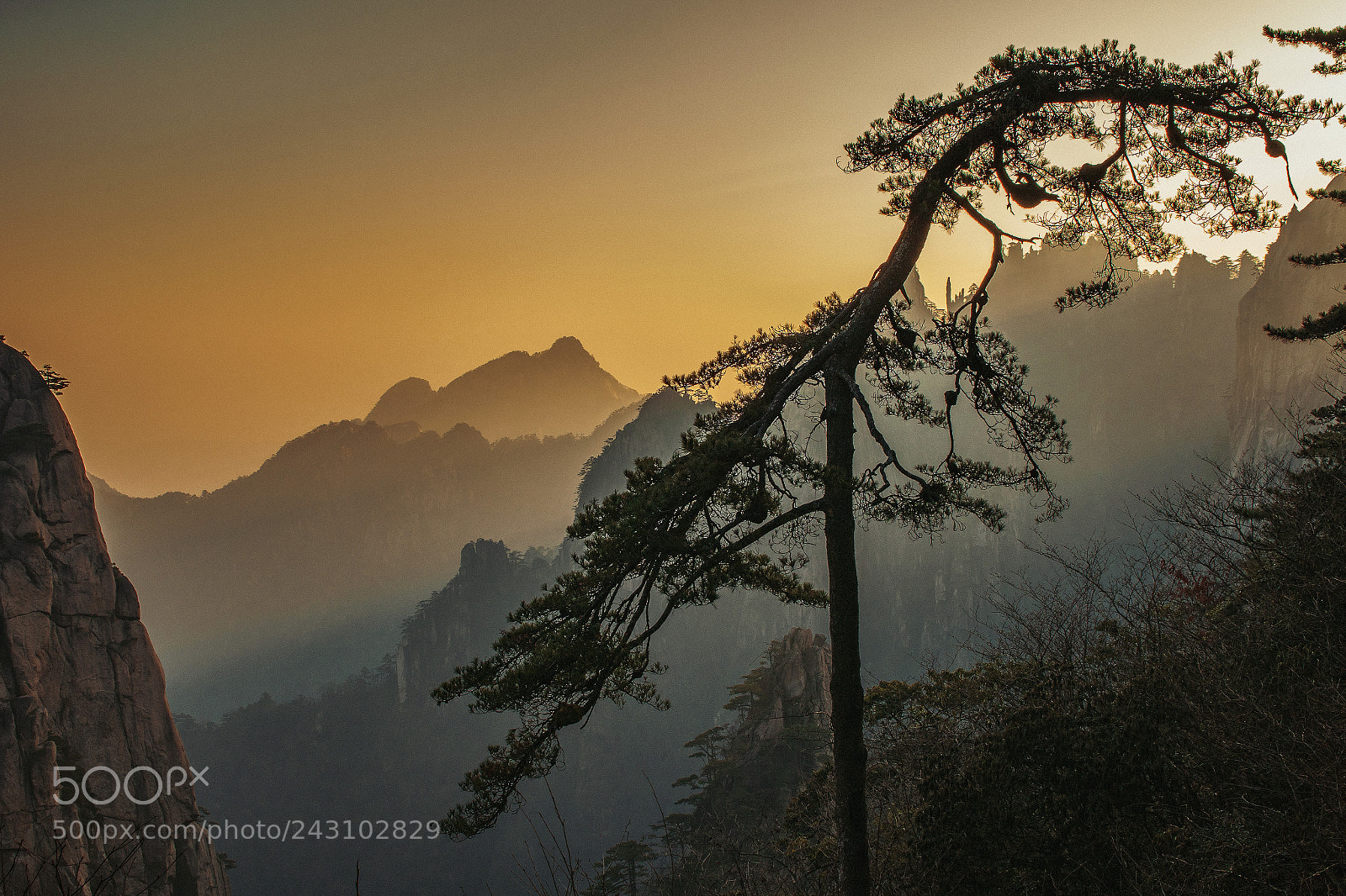 Canon EOS 7D Mark II sample photo. Dancing tree of huashan photography