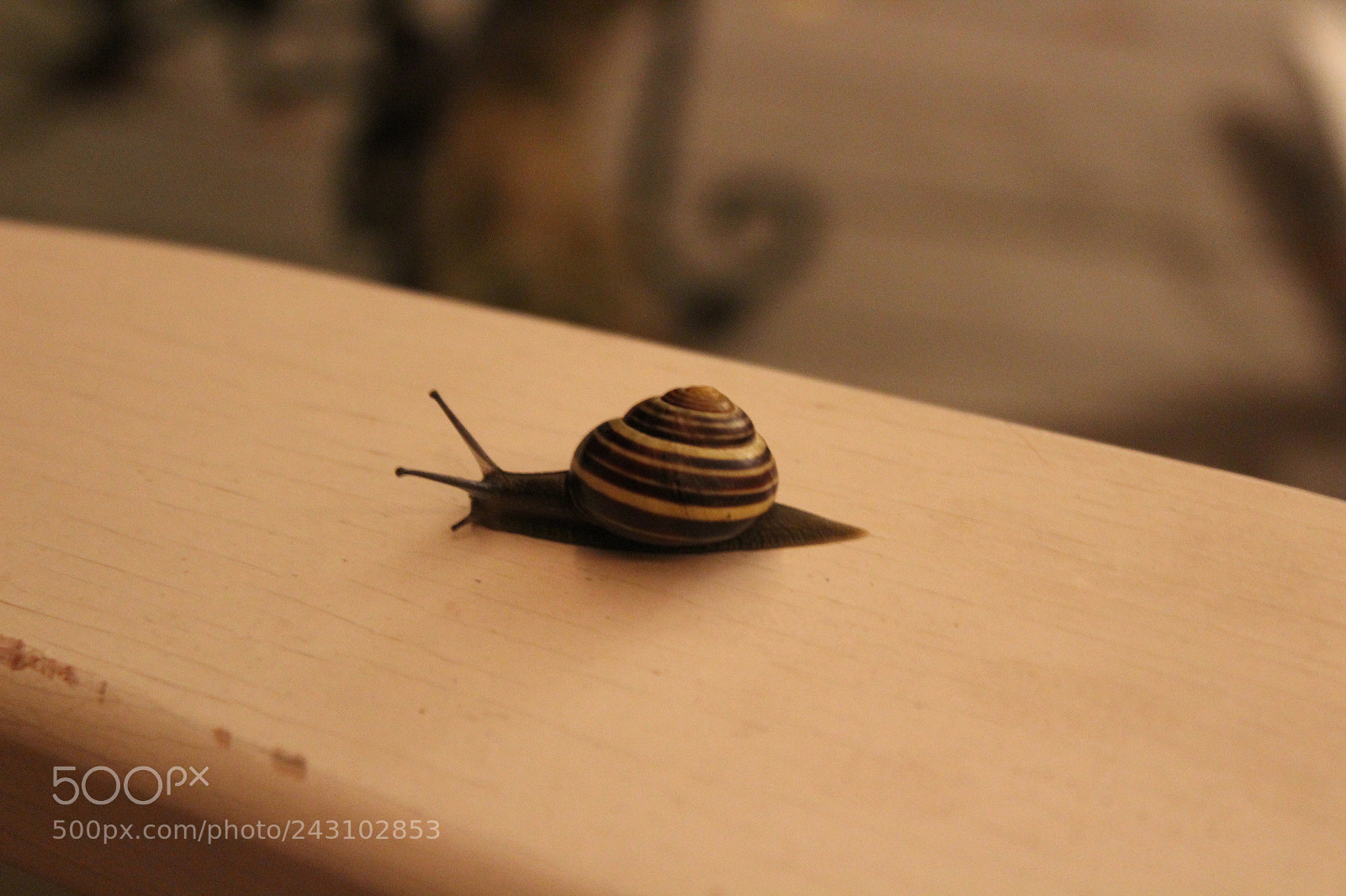 Canon EOS 1300D (EOS Rebel T6 / EOS Kiss X80) sample photo. Snail photography