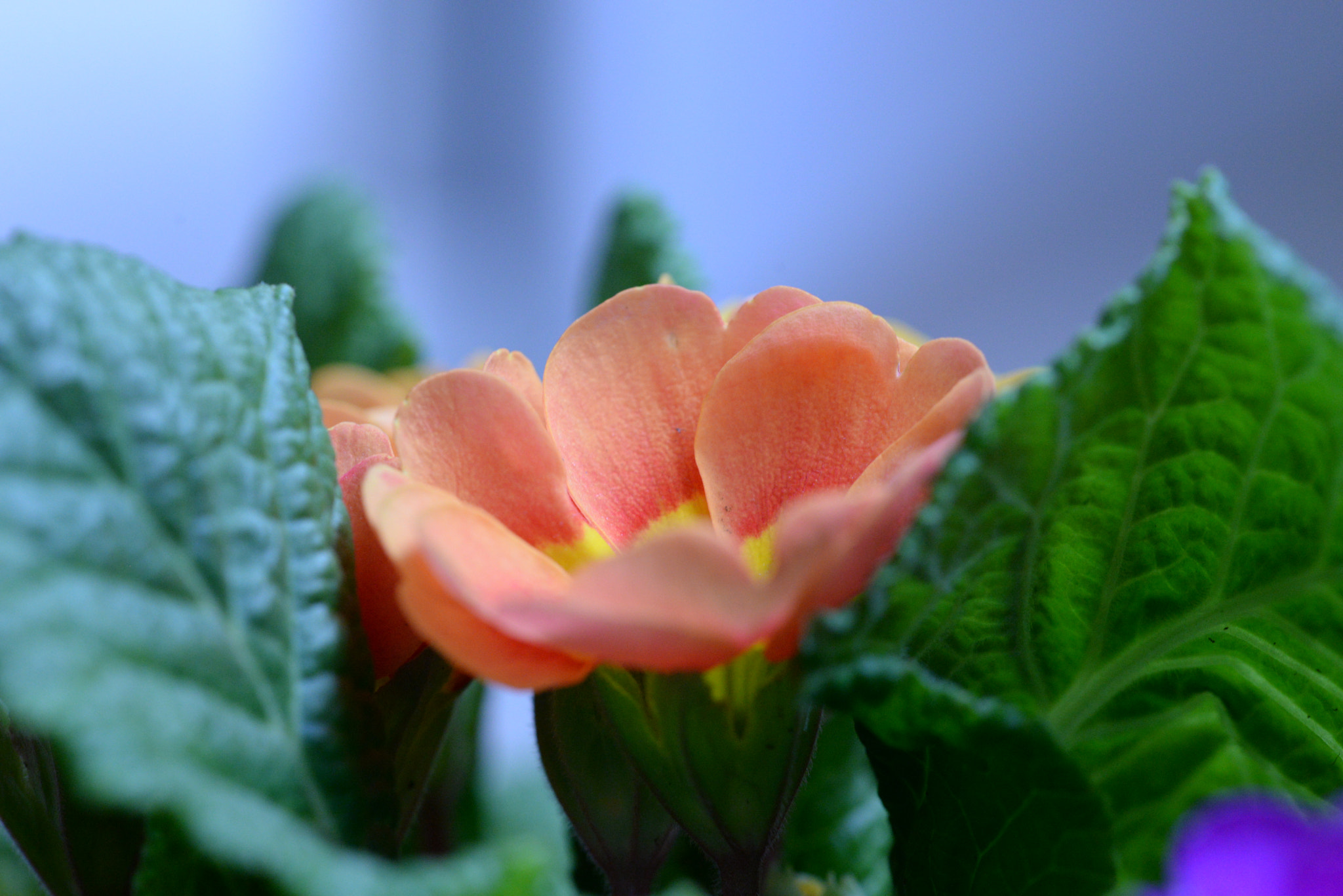 Sigma 105mm F2.8 EX DG OS HSM sample photo