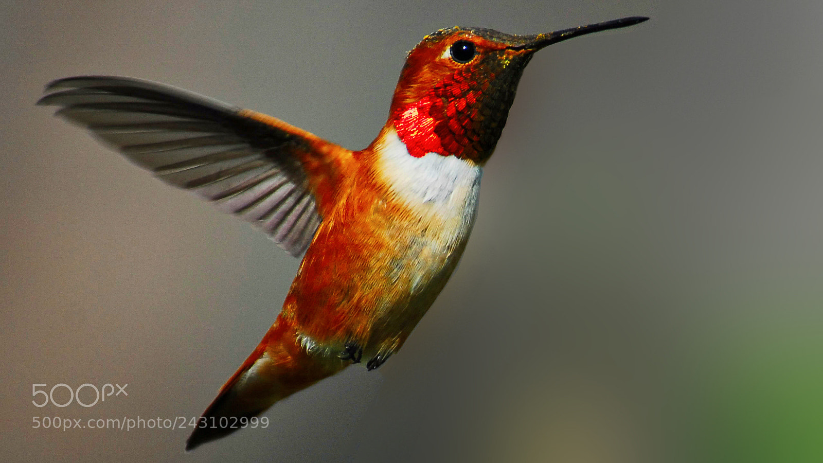 Nikon D200 sample photo. Hummingbird photography