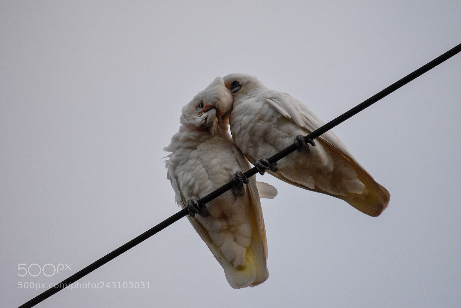 Nikon D5600 sample photo. Cockatoos photography
