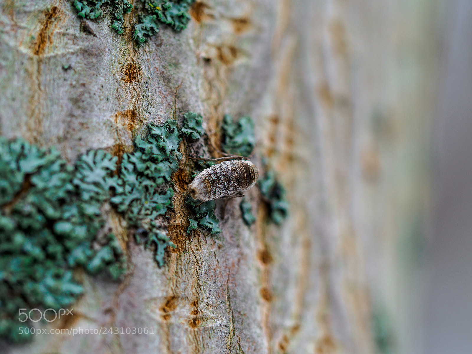 Olympus OM-D E-M1 Mark II sample photo. On the path photography