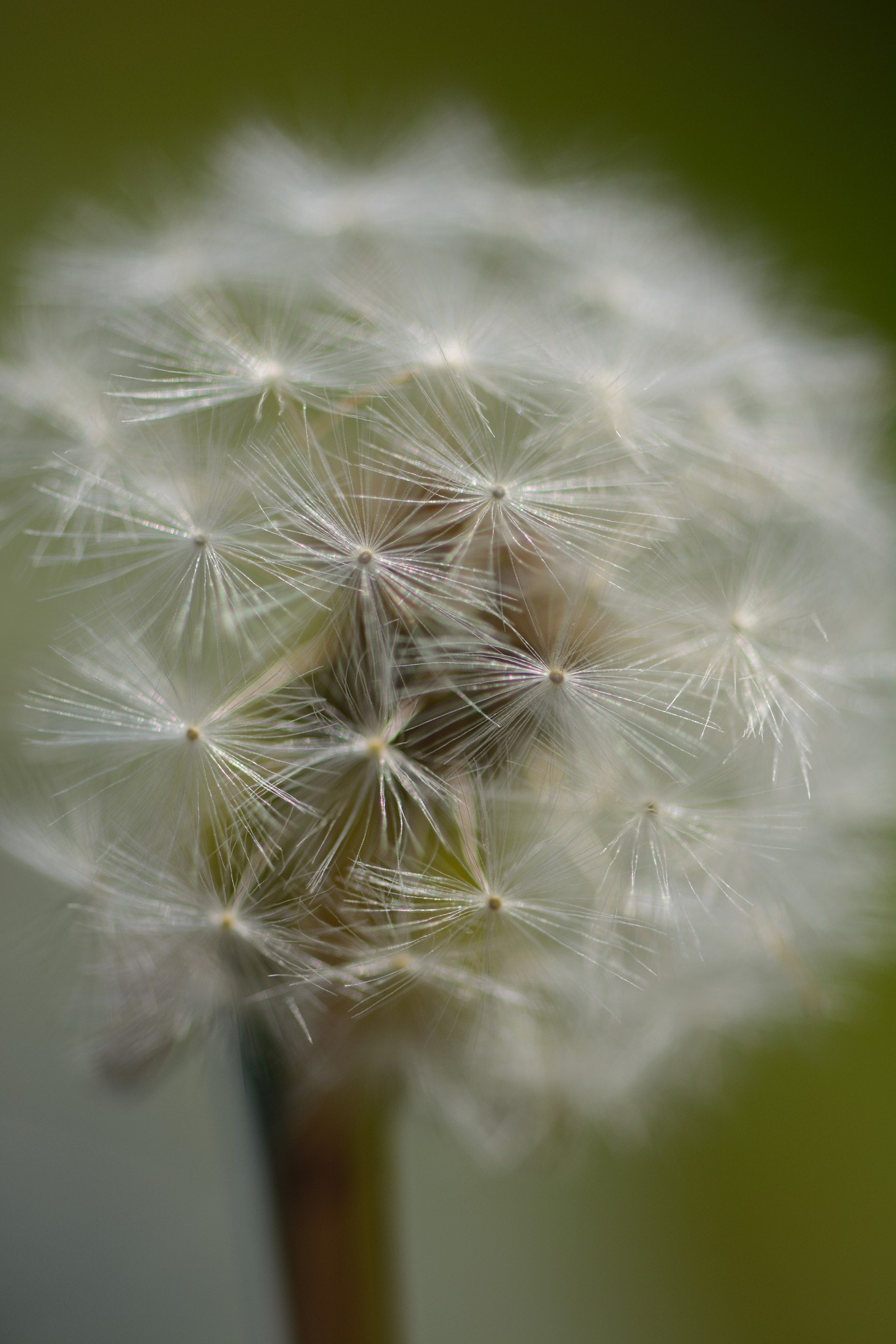 Nikon AF-S Micro-Nikkor 105mm F2.8G IF-ED VR sample photo. Ready to change photography