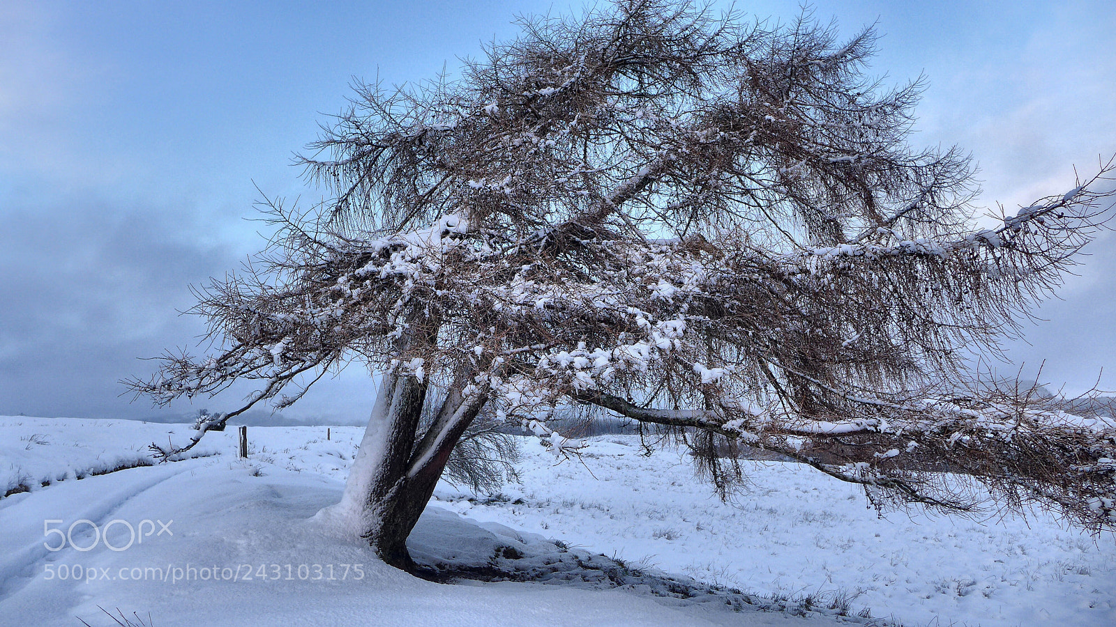 Panasonic Lumix DMC-LX7 sample photo. The leaning larch photography