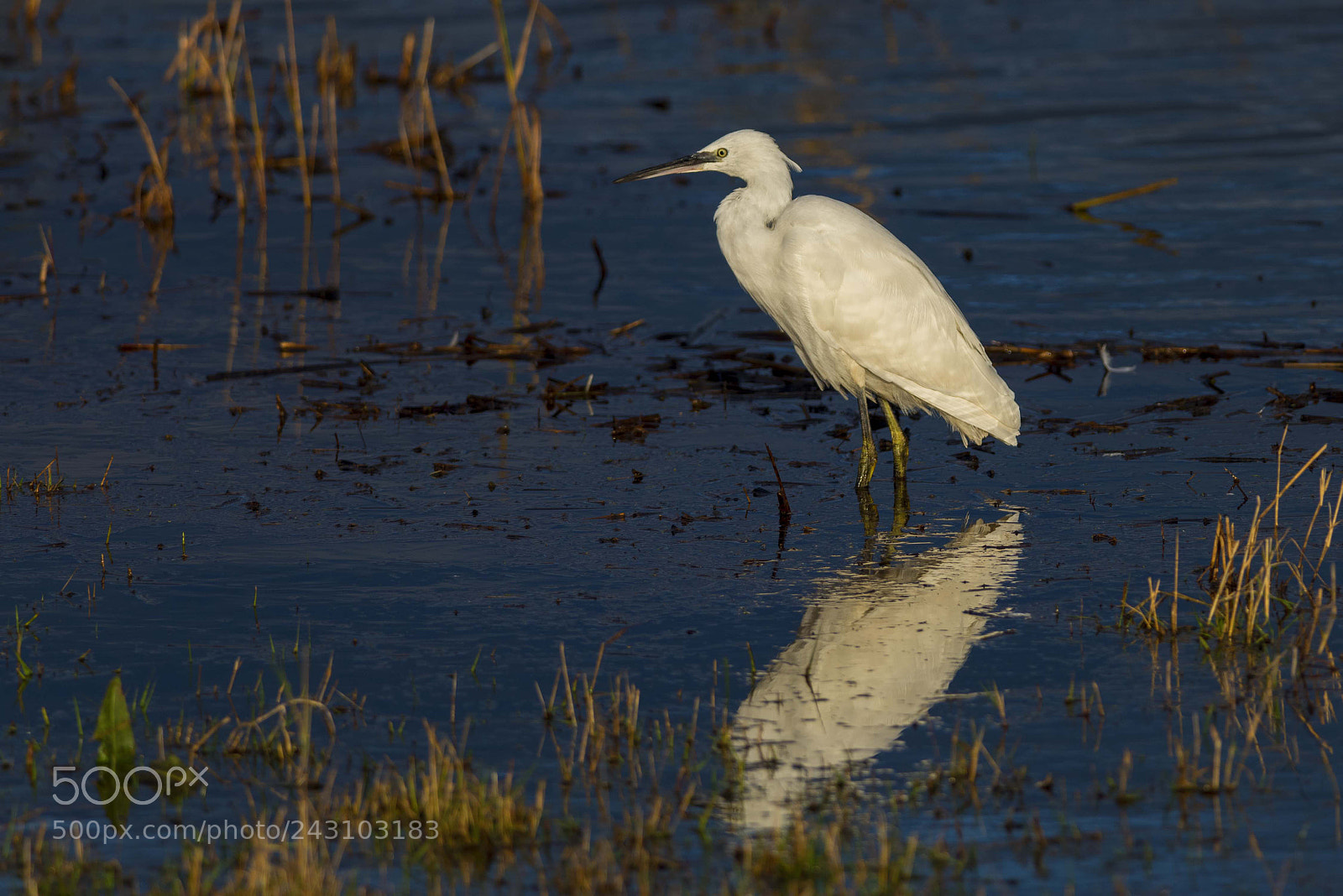 Nikon D810 sample photo. Little egret photography