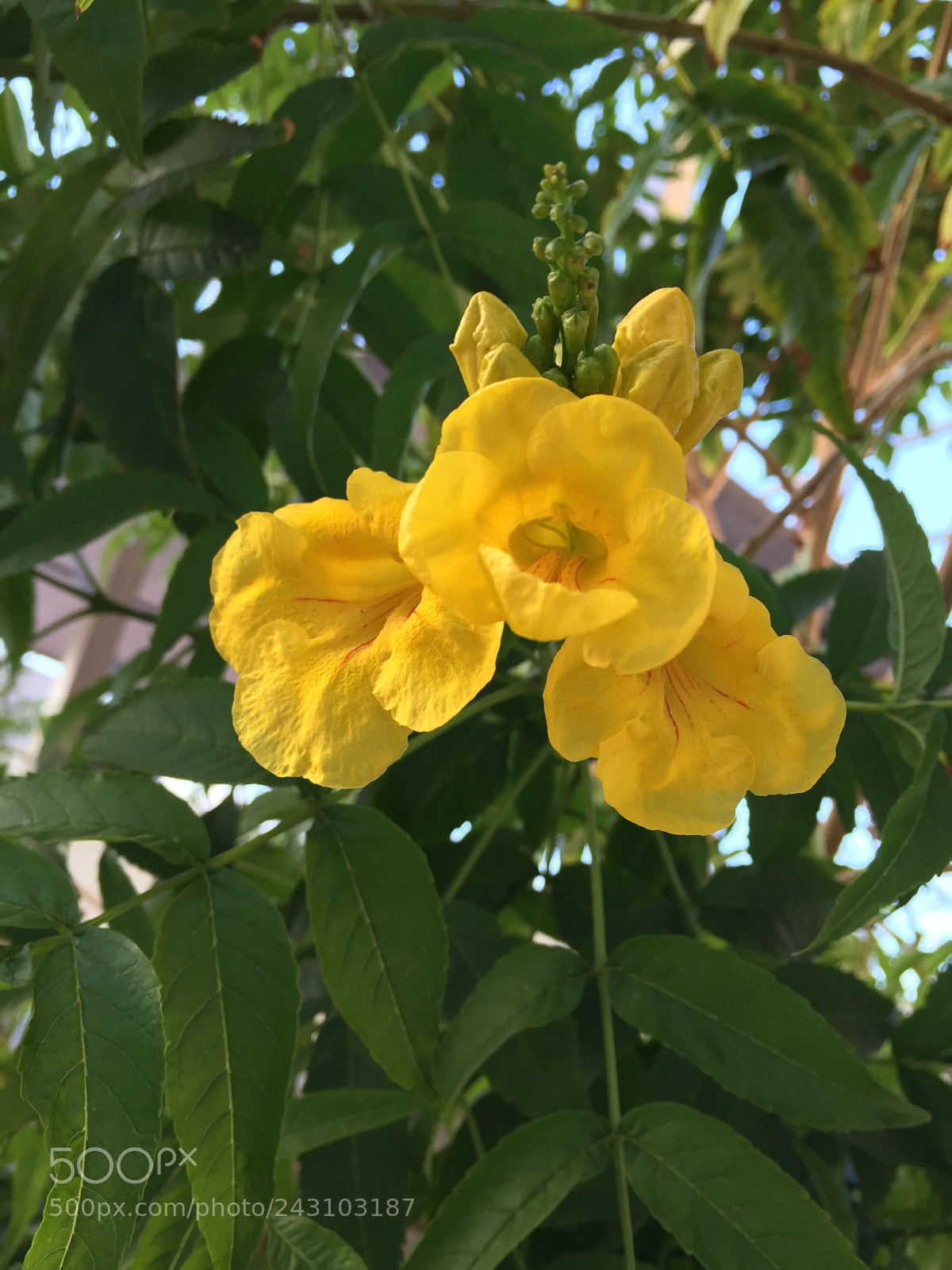 Apple iPhone 6 sample photo. Yellow flowers photography