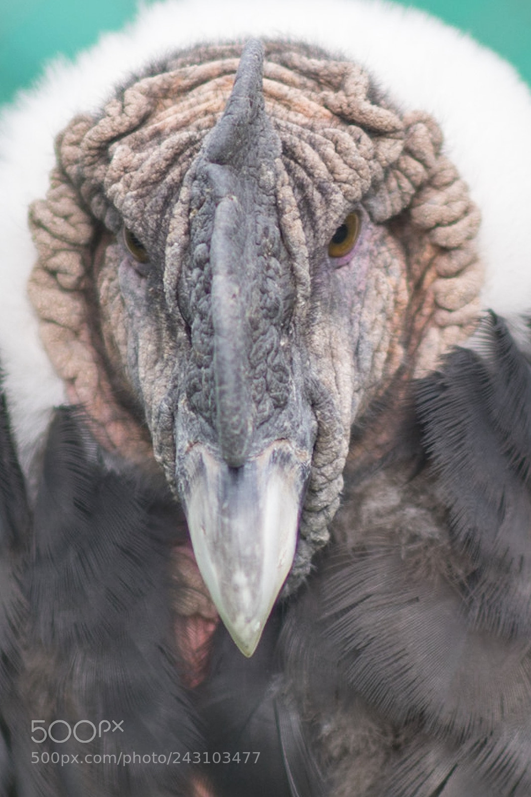 Nikon D500 sample photo. Condor photography