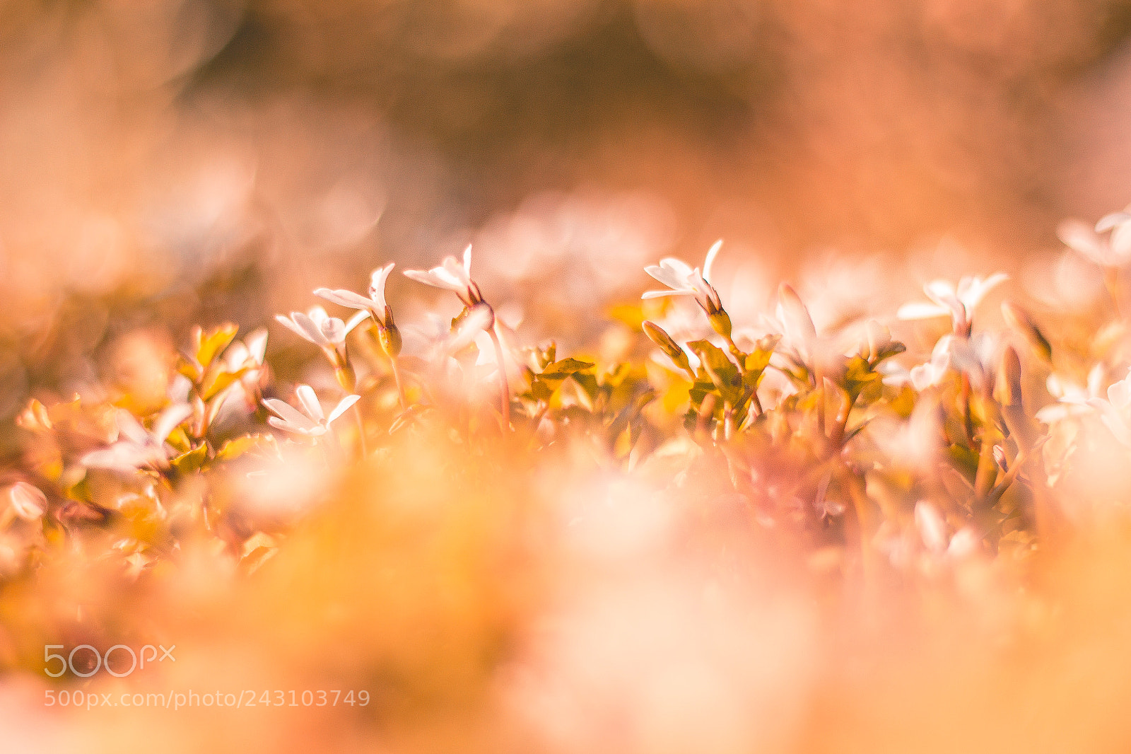 Canon EOS 60D sample photo. Petals photography