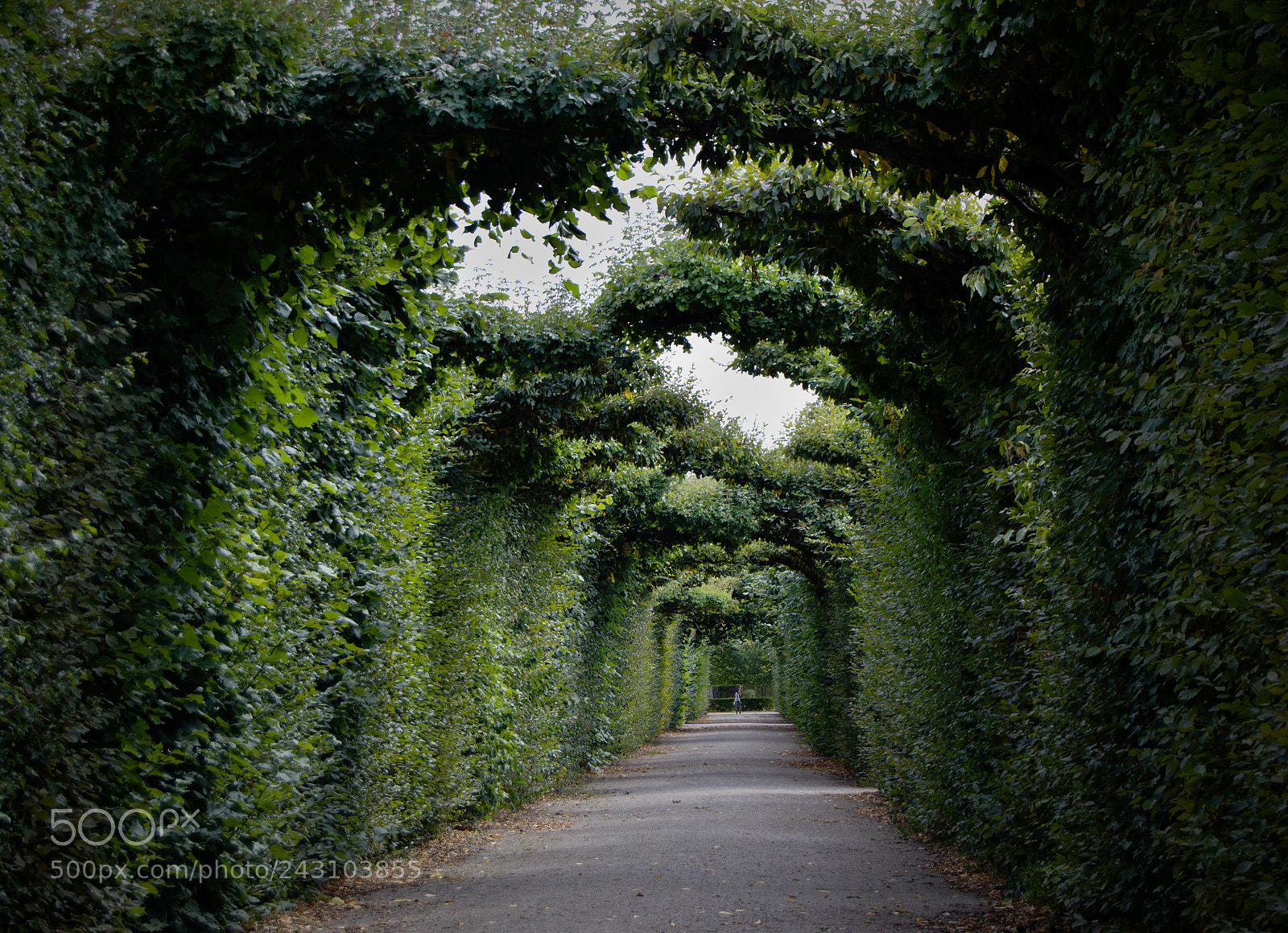 Nikon D3200 sample photo. Green tunnel photography