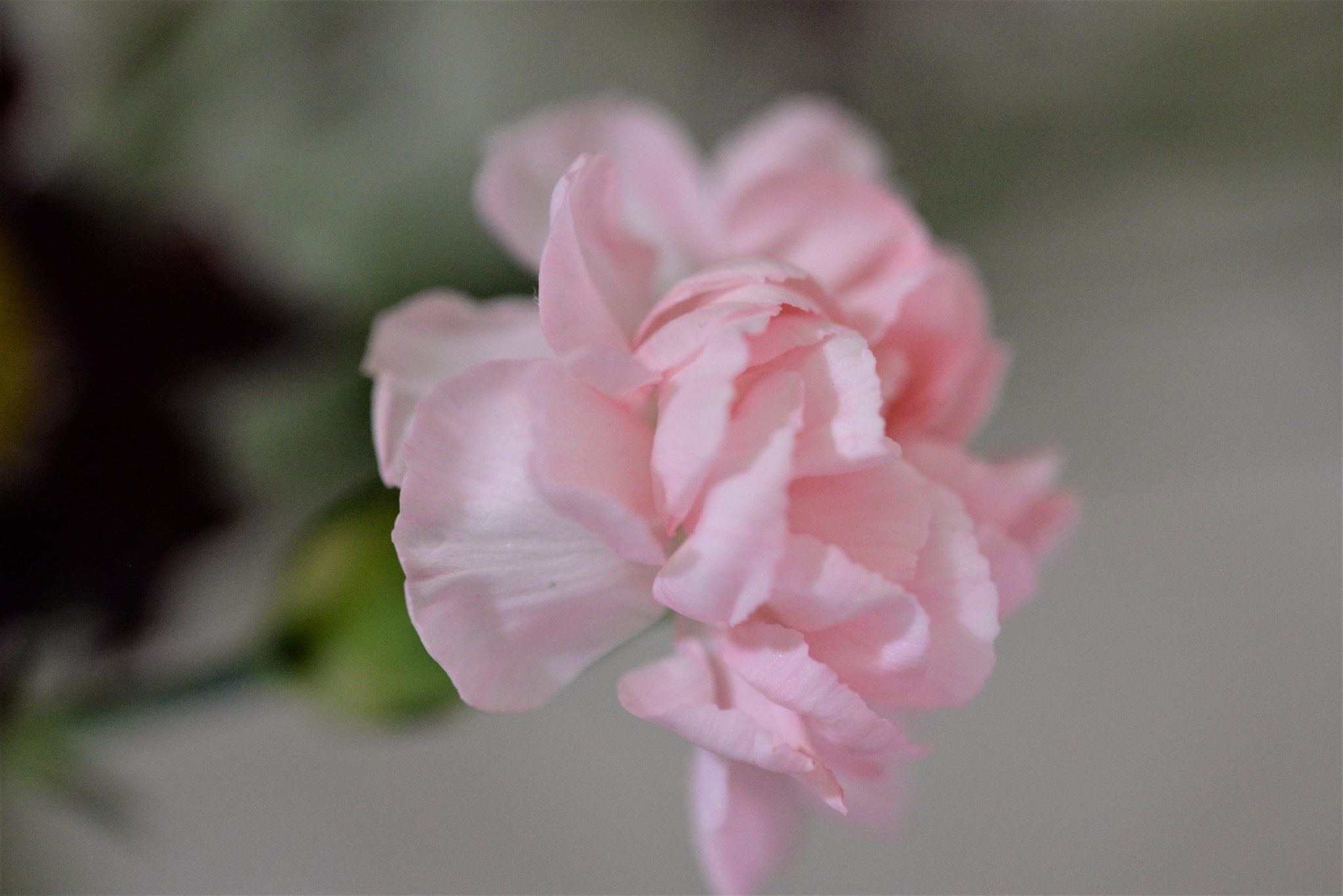 Sigma 105mm F2.8 EX DG OS HSM sample photo