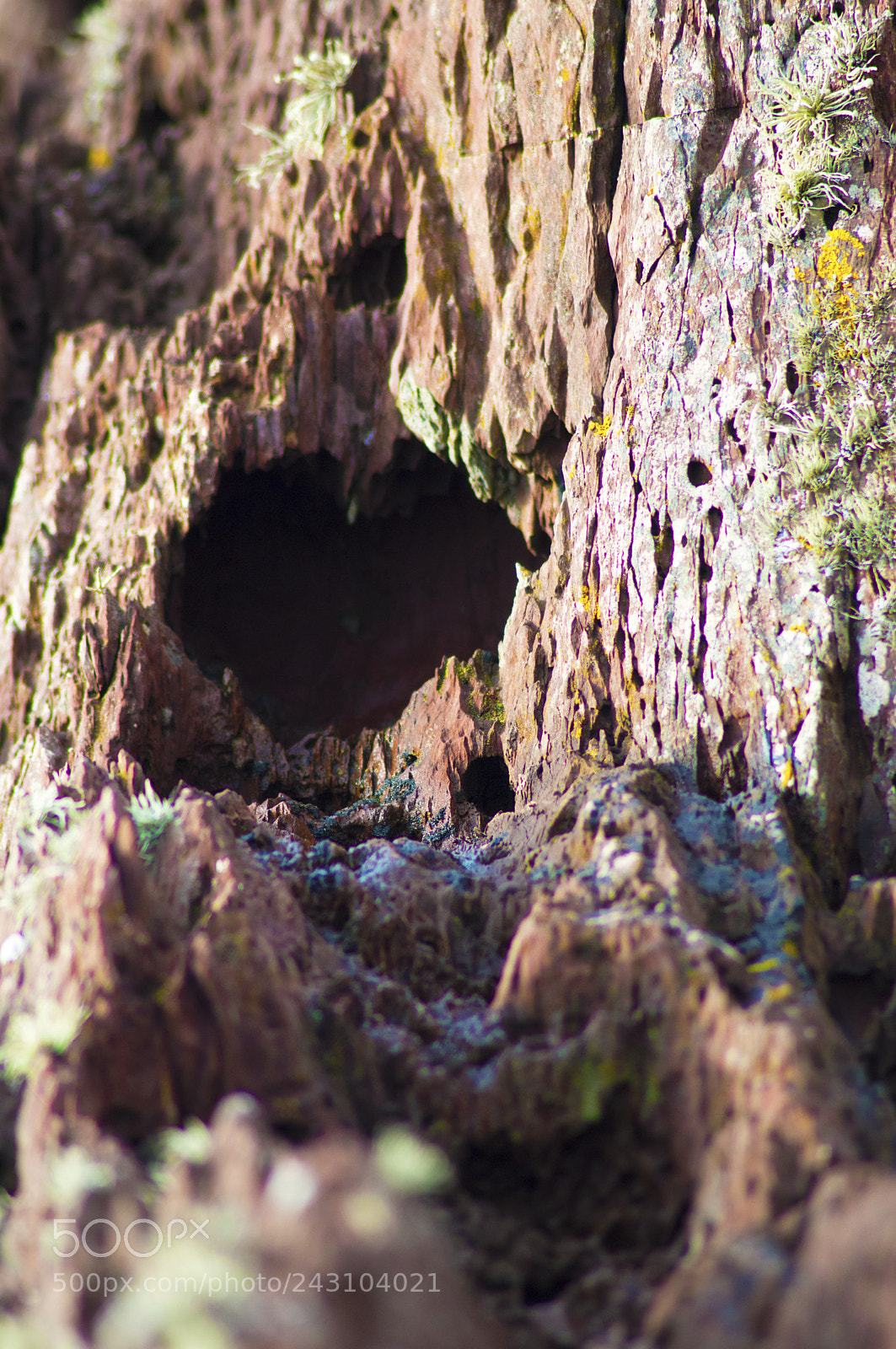 Nikon D3200 sample photo. Mystery macro cave photography