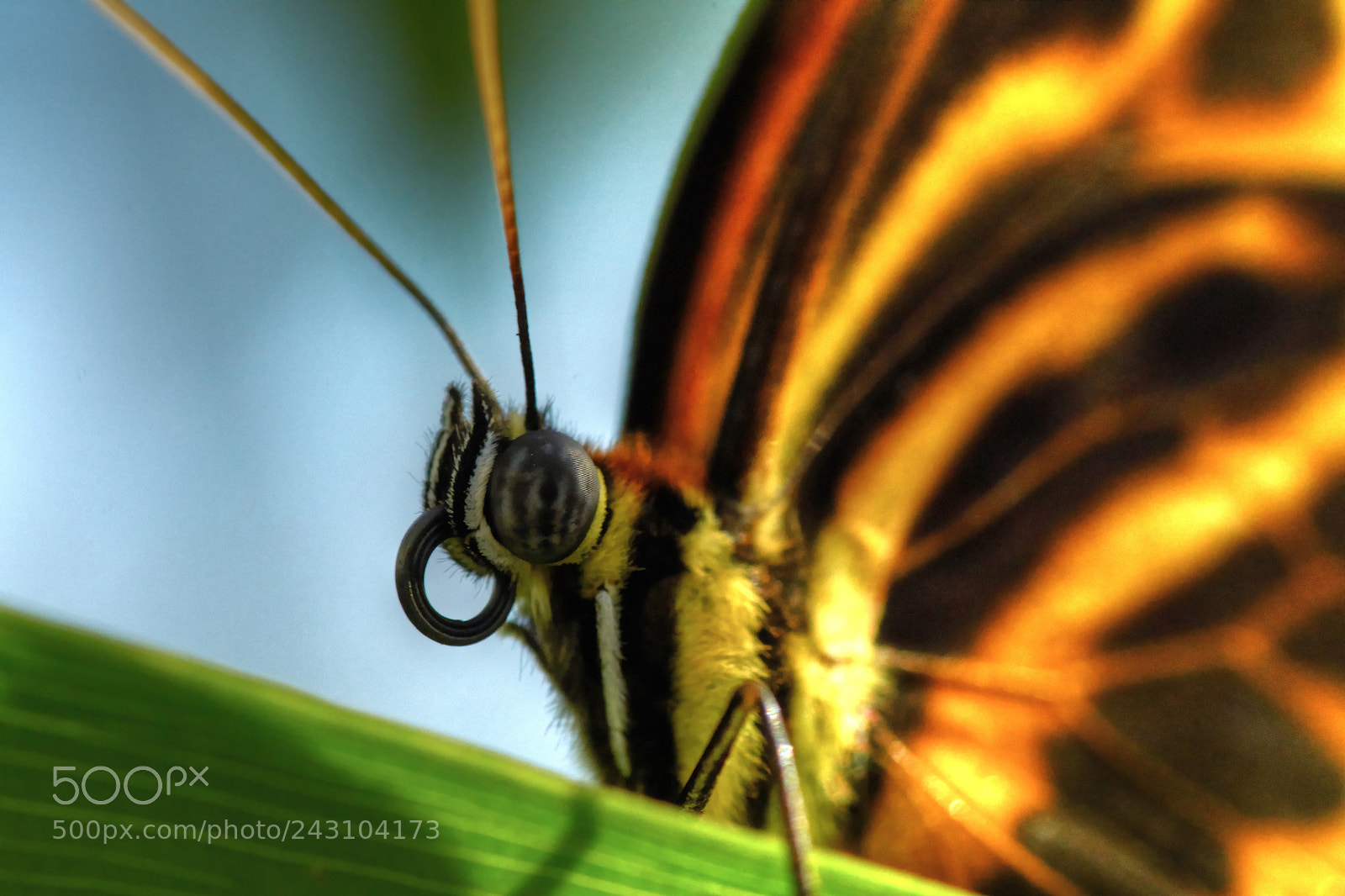 Sony ILCA-77M2 sample photo. Portrait of a tropical photography