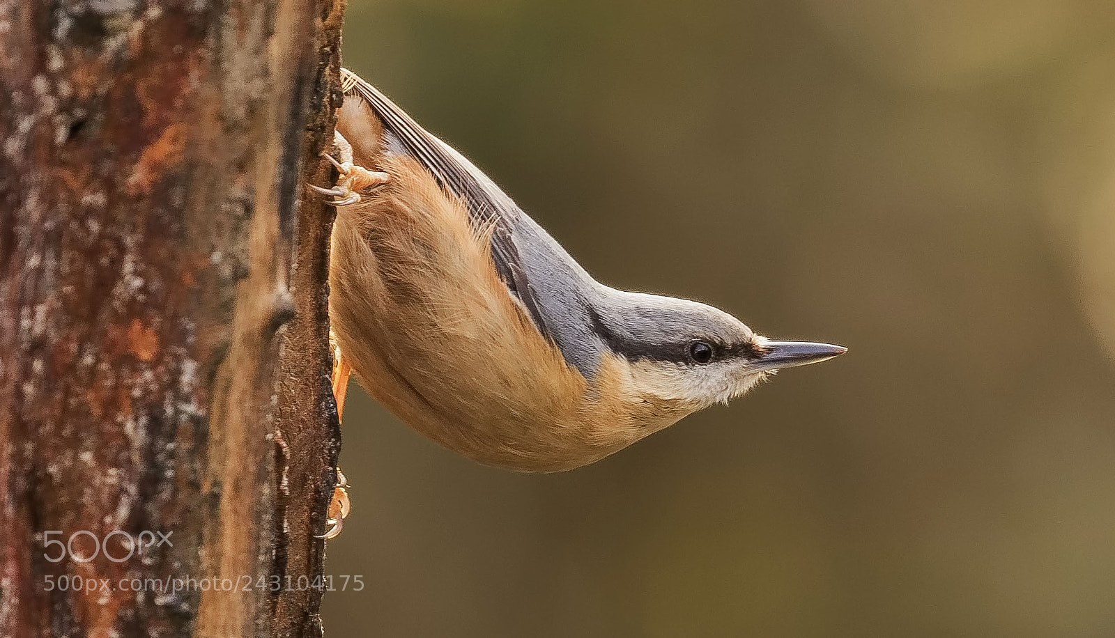 Canon EOS 7D Mark II sample photo. Nuthatch photography