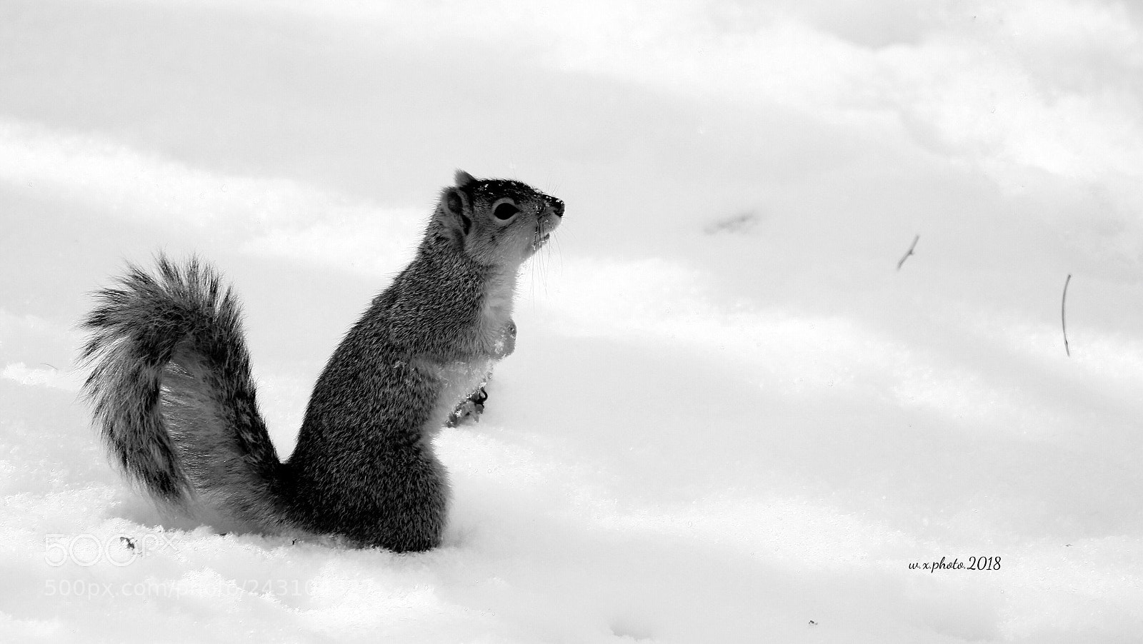 Canon EOS 7D Mark II sample photo. Where is my acorn? photography