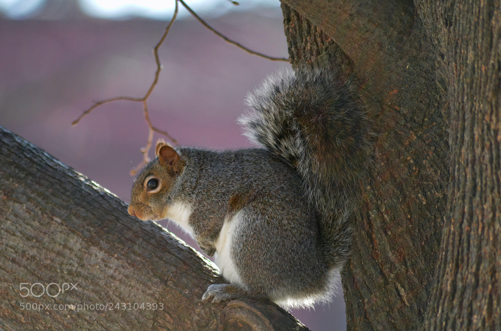 Nikon D5100 sample photo. Squirrel resting in tree photography