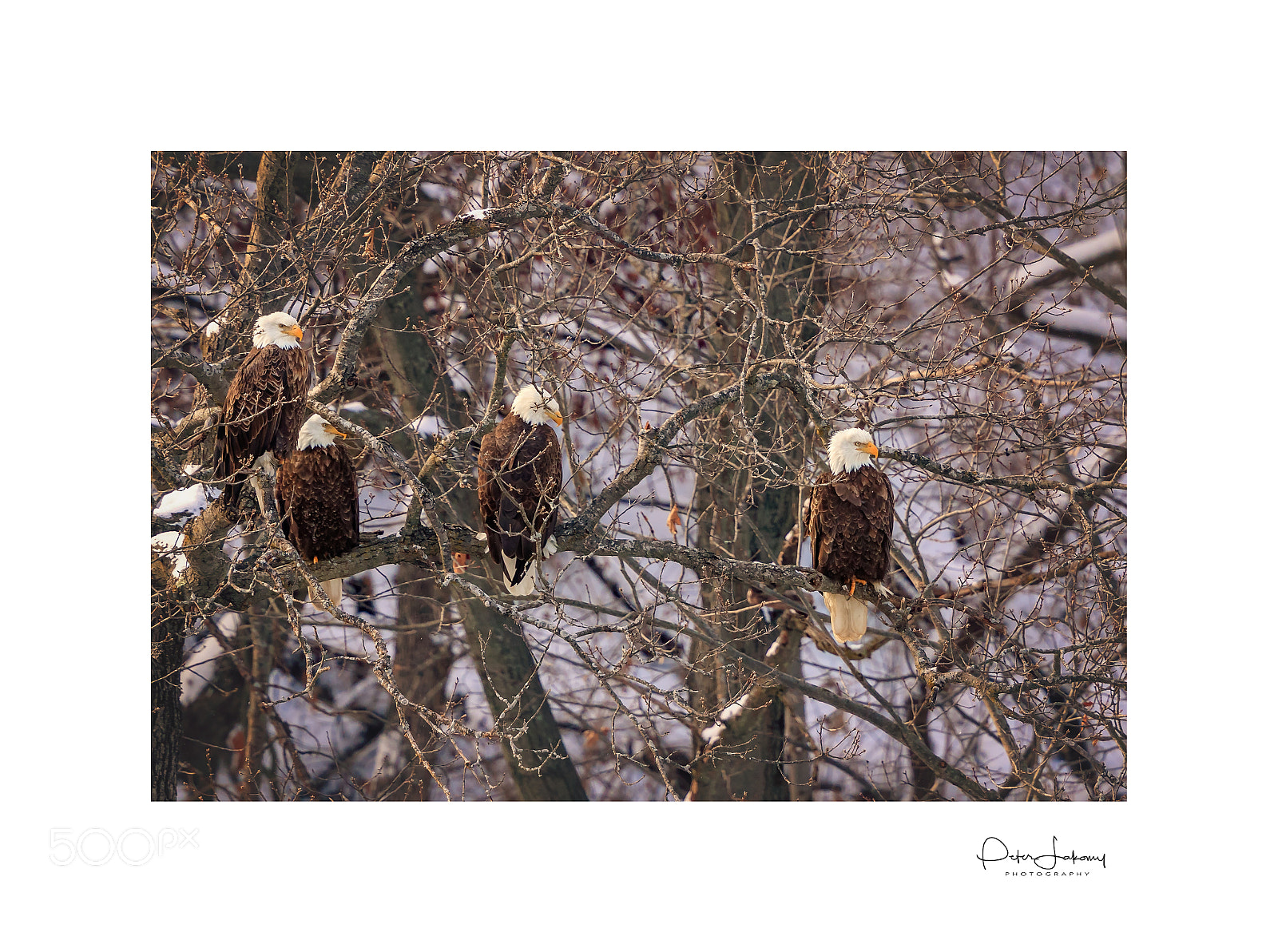 Canon EOS-1D X Mark II sample photo. Bald eagle photography