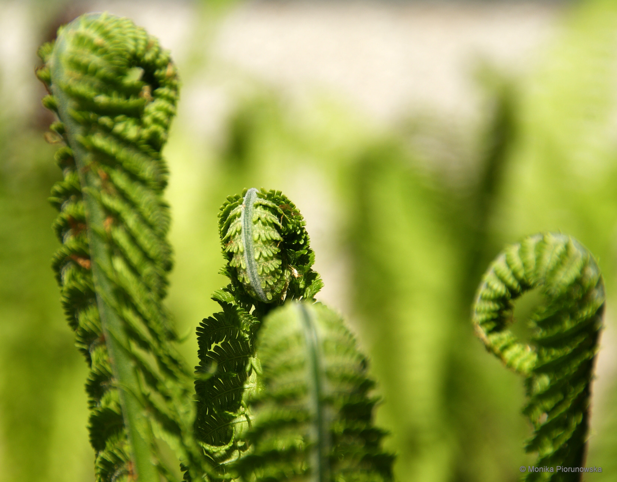 Sony DT 18-200mm F3.5-6.3 sample photo. New life photography