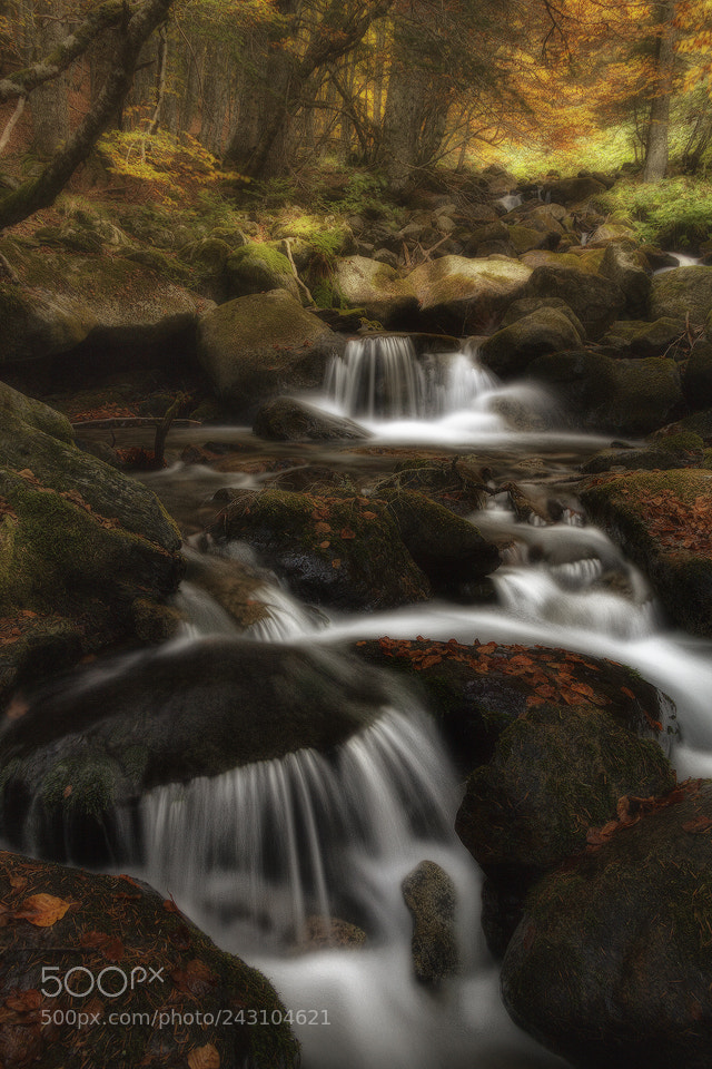 Canon EOS 50D sample photo. Living colors photography