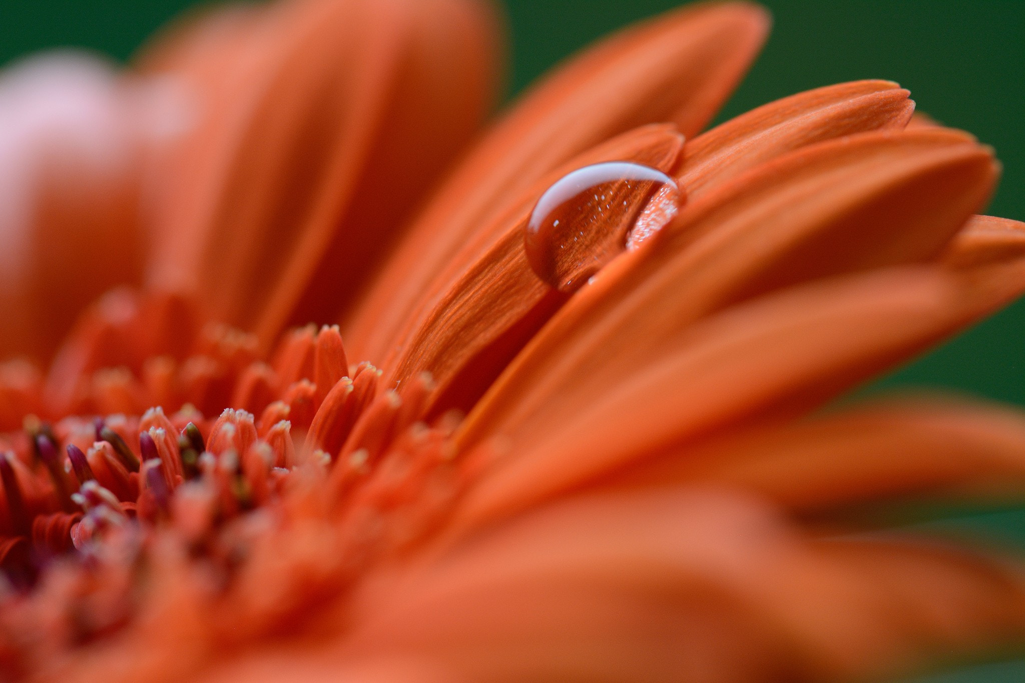 Nikon AF-S Micro-Nikkor 105mm F2.8G IF-ED VR sample photo. Drop on flower photography