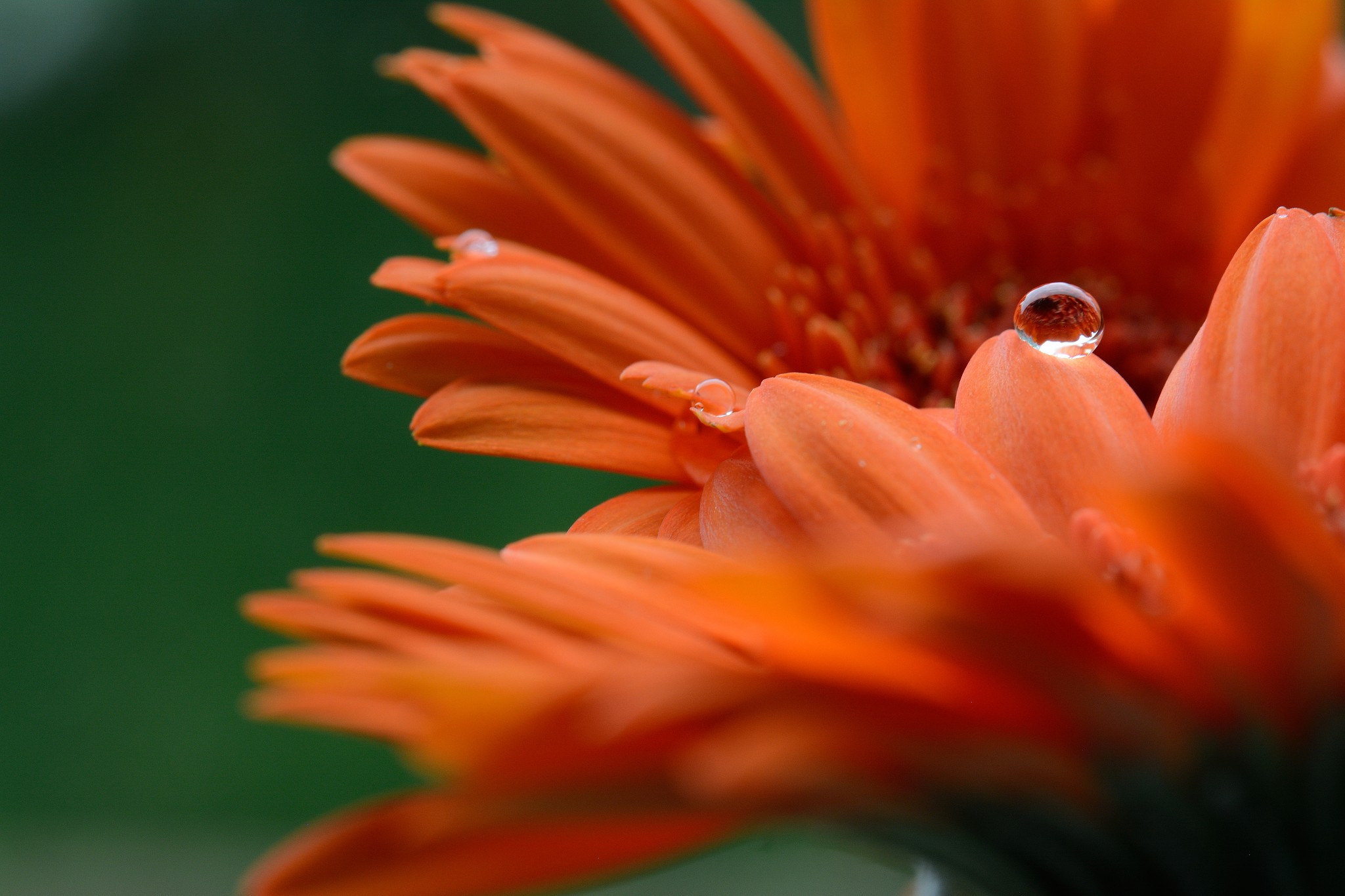 Nikon AF-S Micro-Nikkor 105mm F2.8G IF-ED VR sample photo. Drop on flower 2 photography